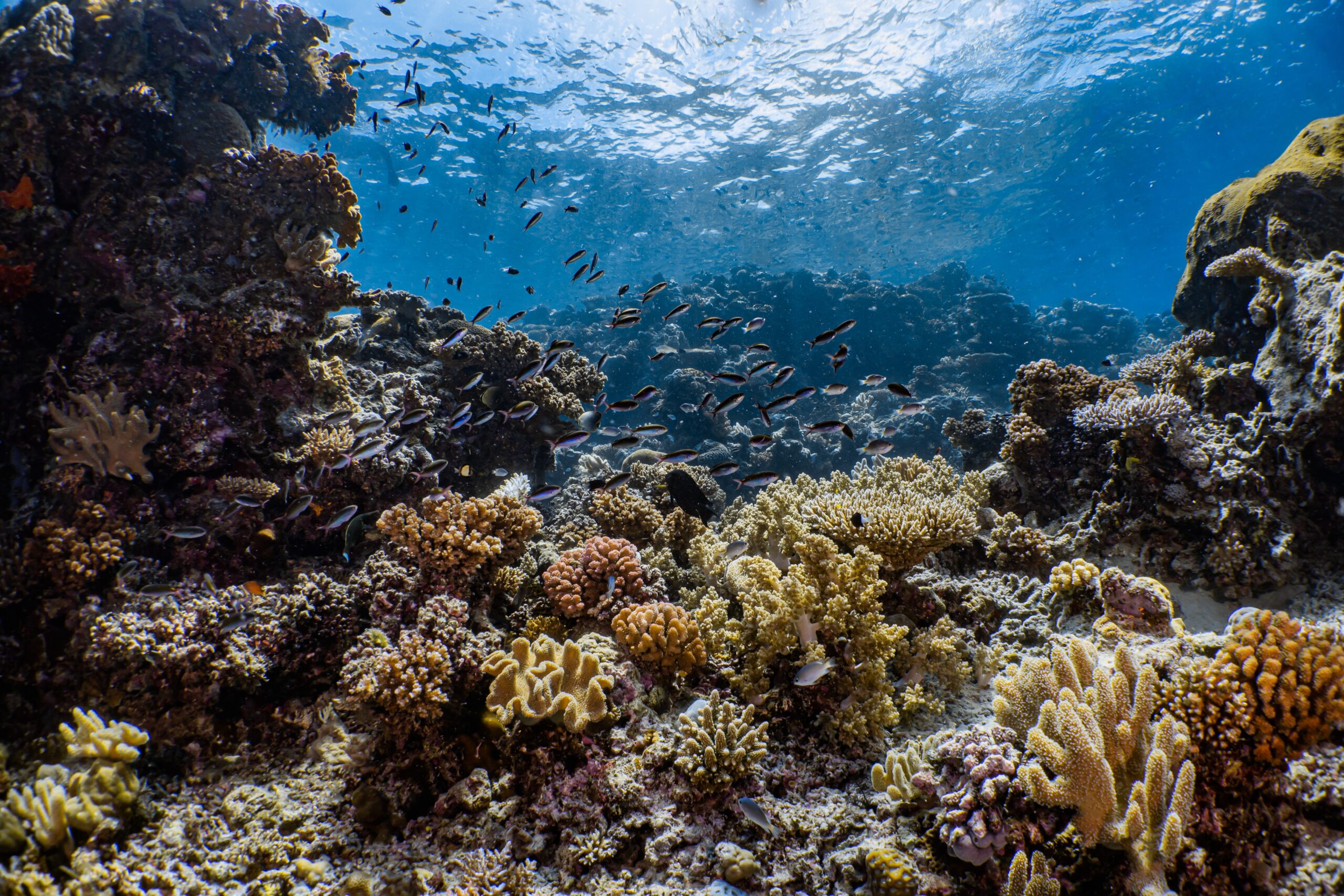 Great Barrier Reef Marine Park, Australia