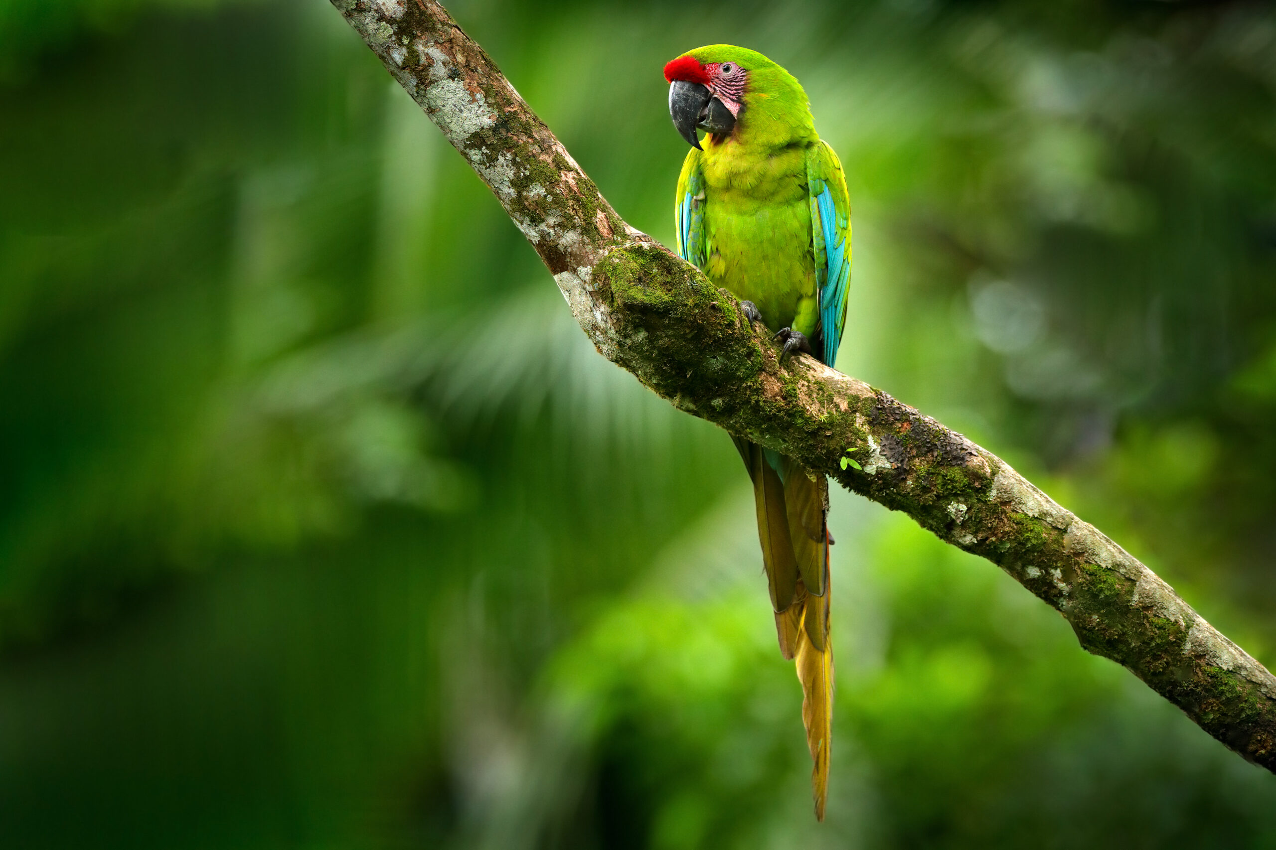 Great Green Macaw