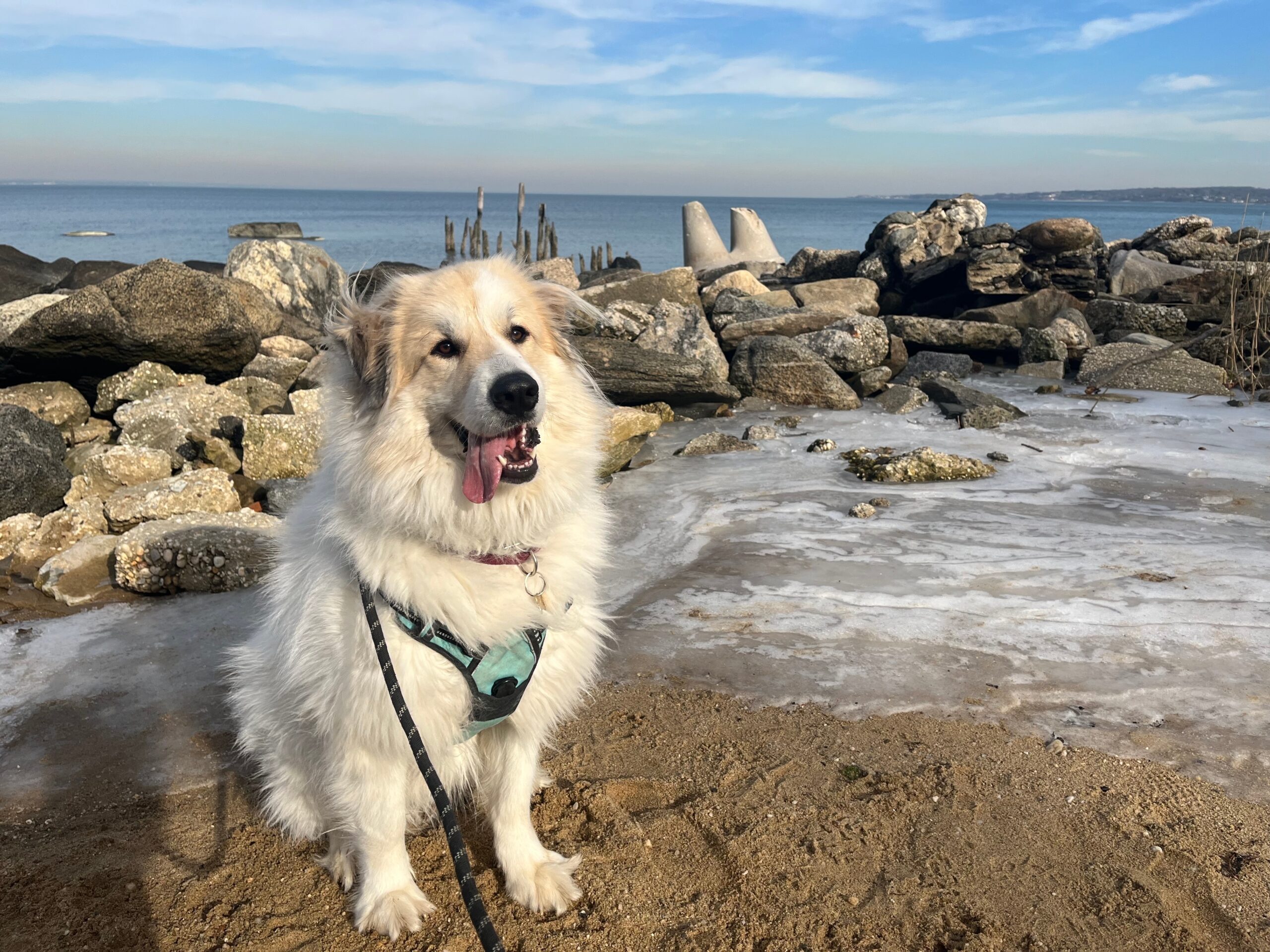 Great Pyrenees