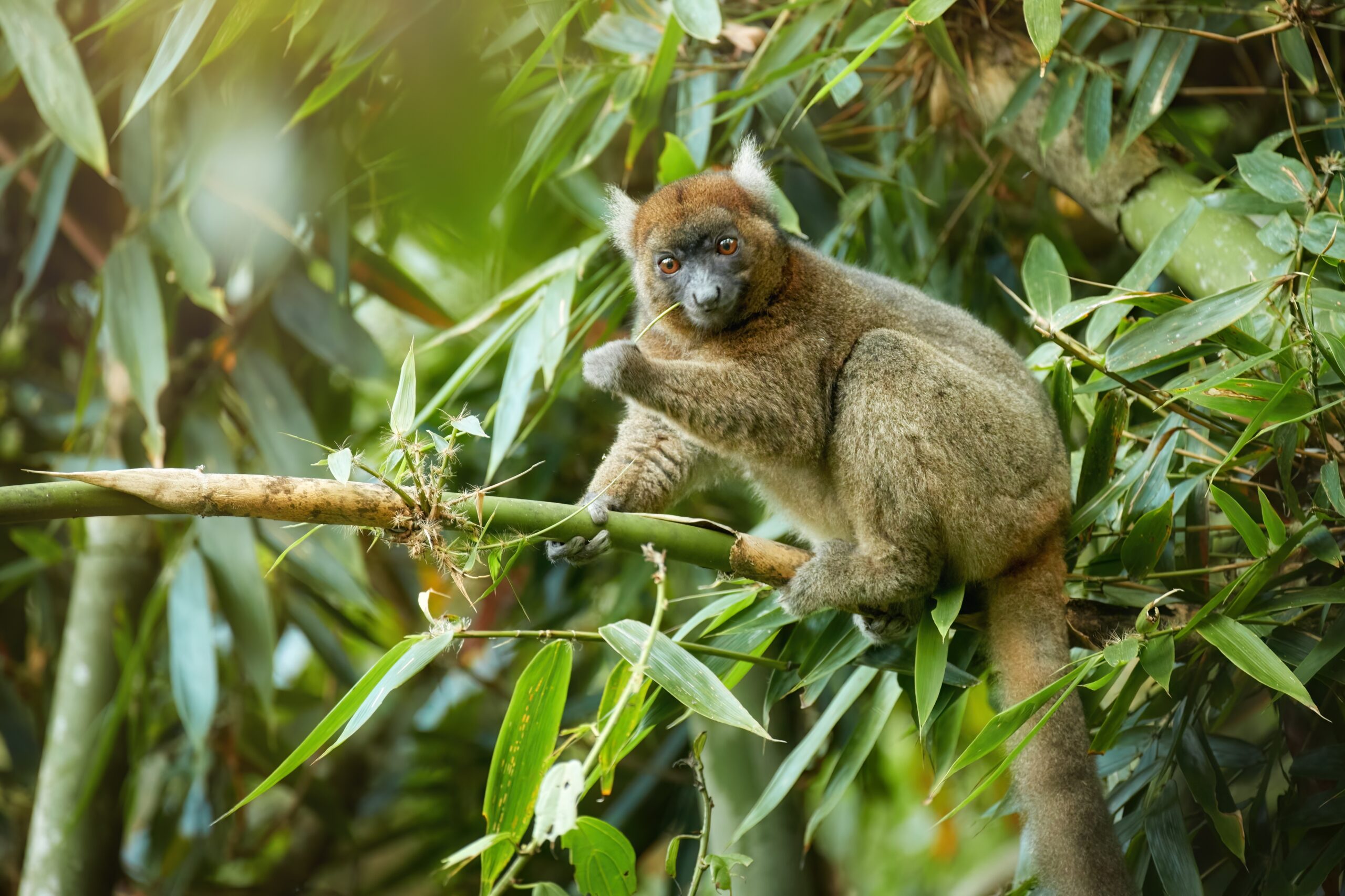 Greater Bamboo Lemur