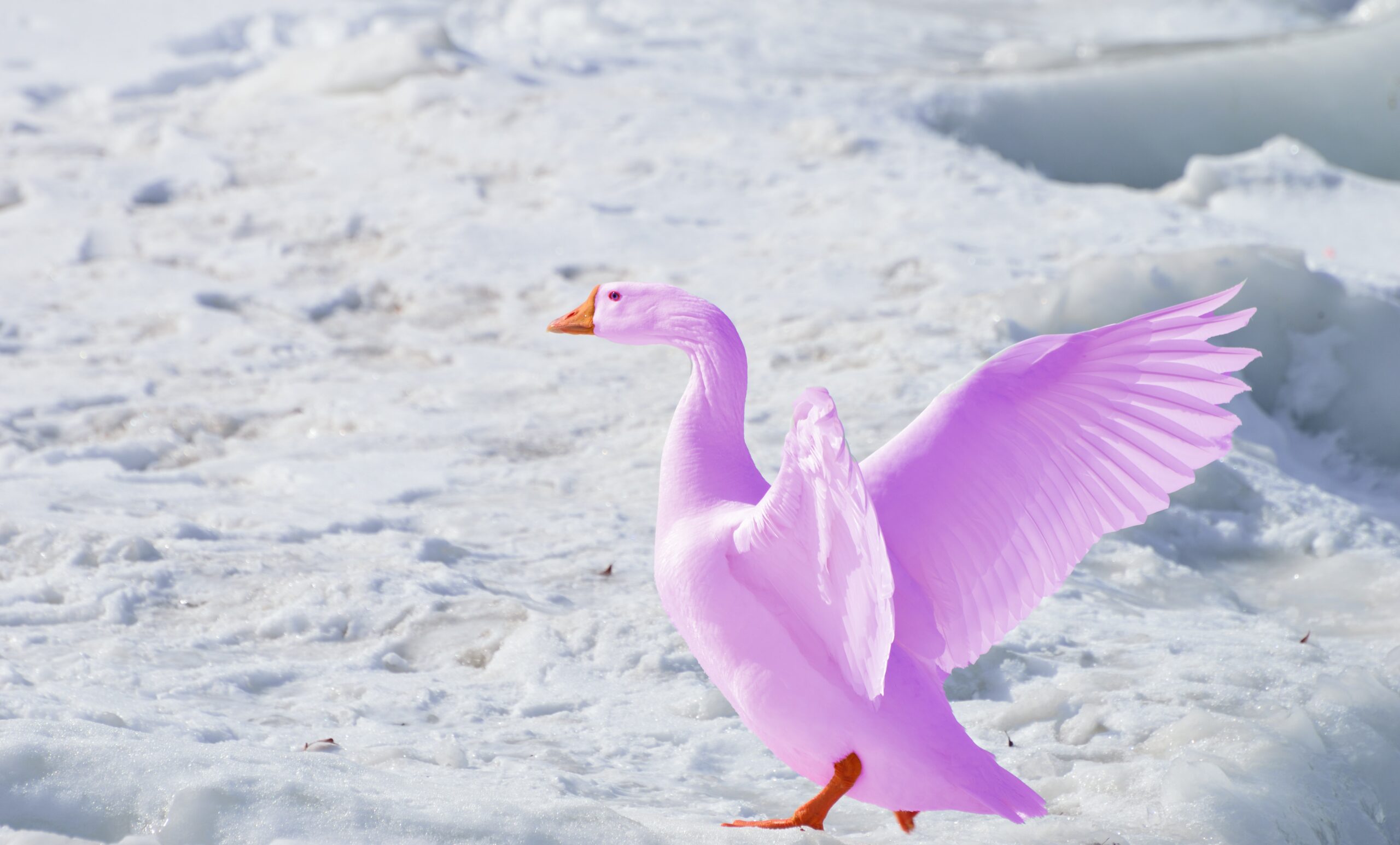 Greater Snow Goose