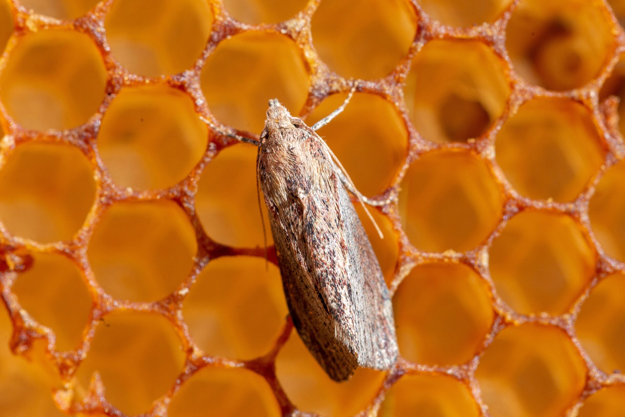 Greater Wax Moth (Galleria mellonella)