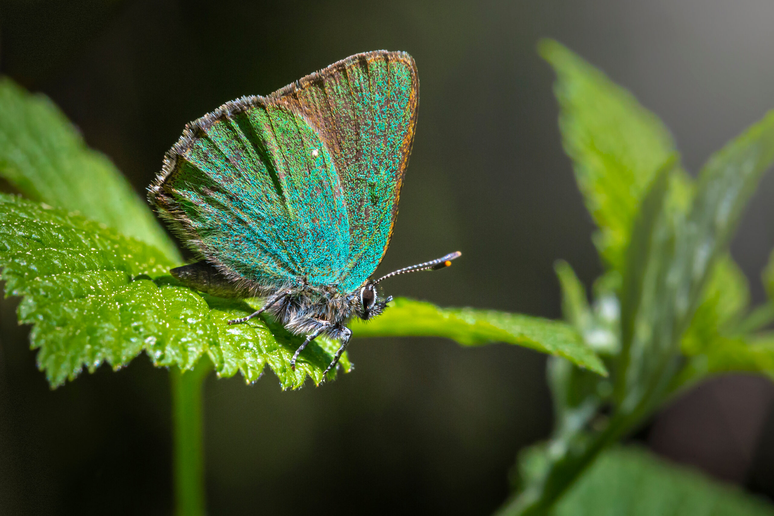 Green Hairstreak Butterfly