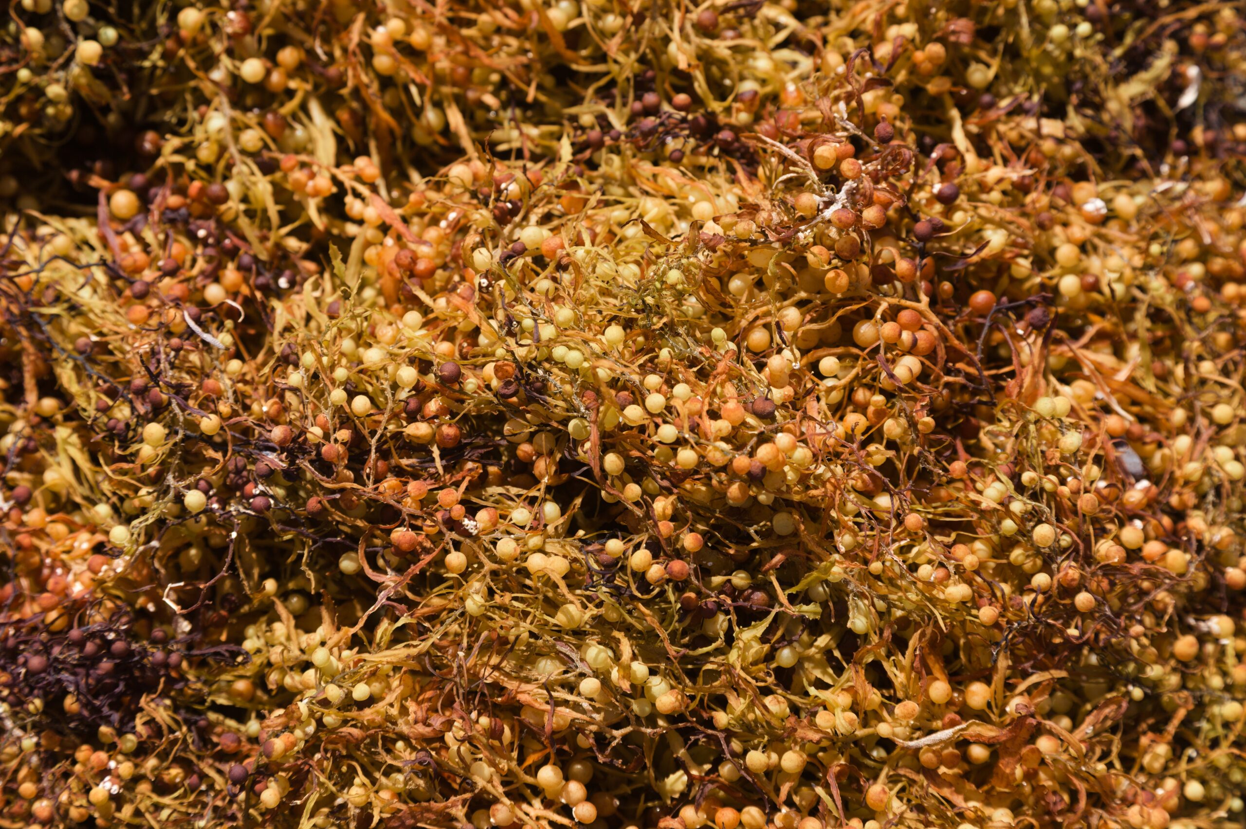 Gulfweed (Sargassum natans)