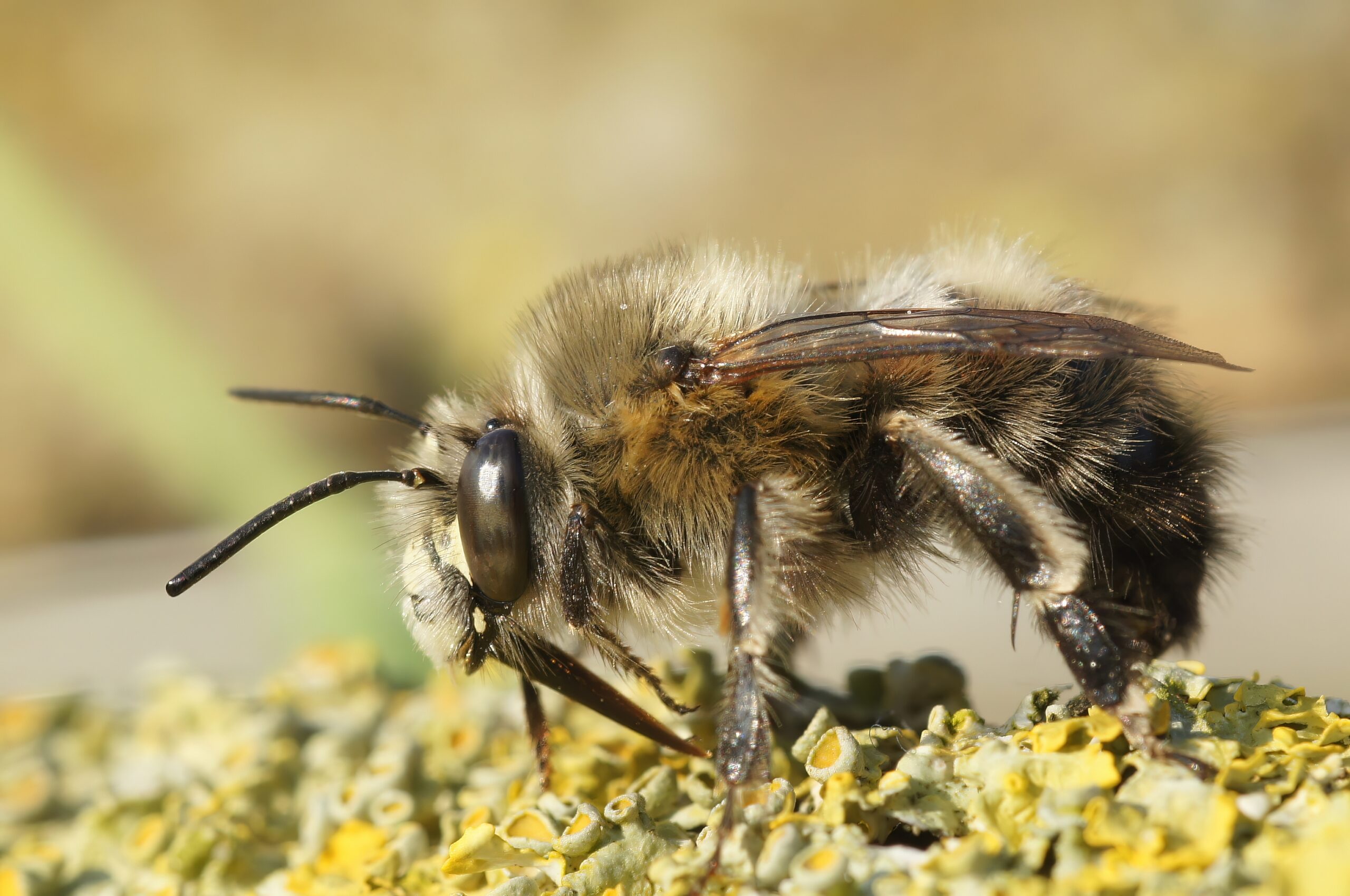 Hairy-footed Flower Bee (Anthophora plumipes)