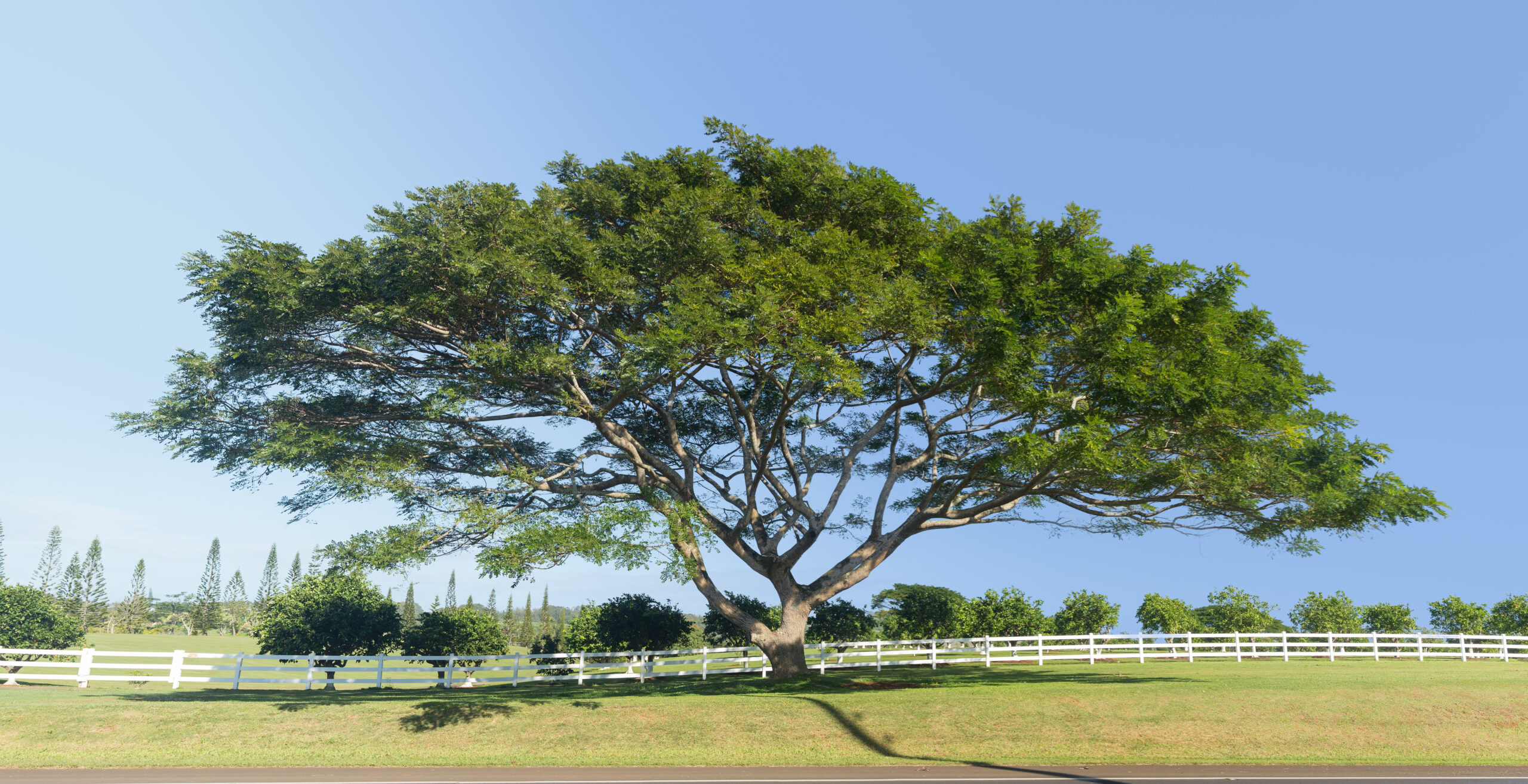 Hawaiian Acacia (Acacia koa)