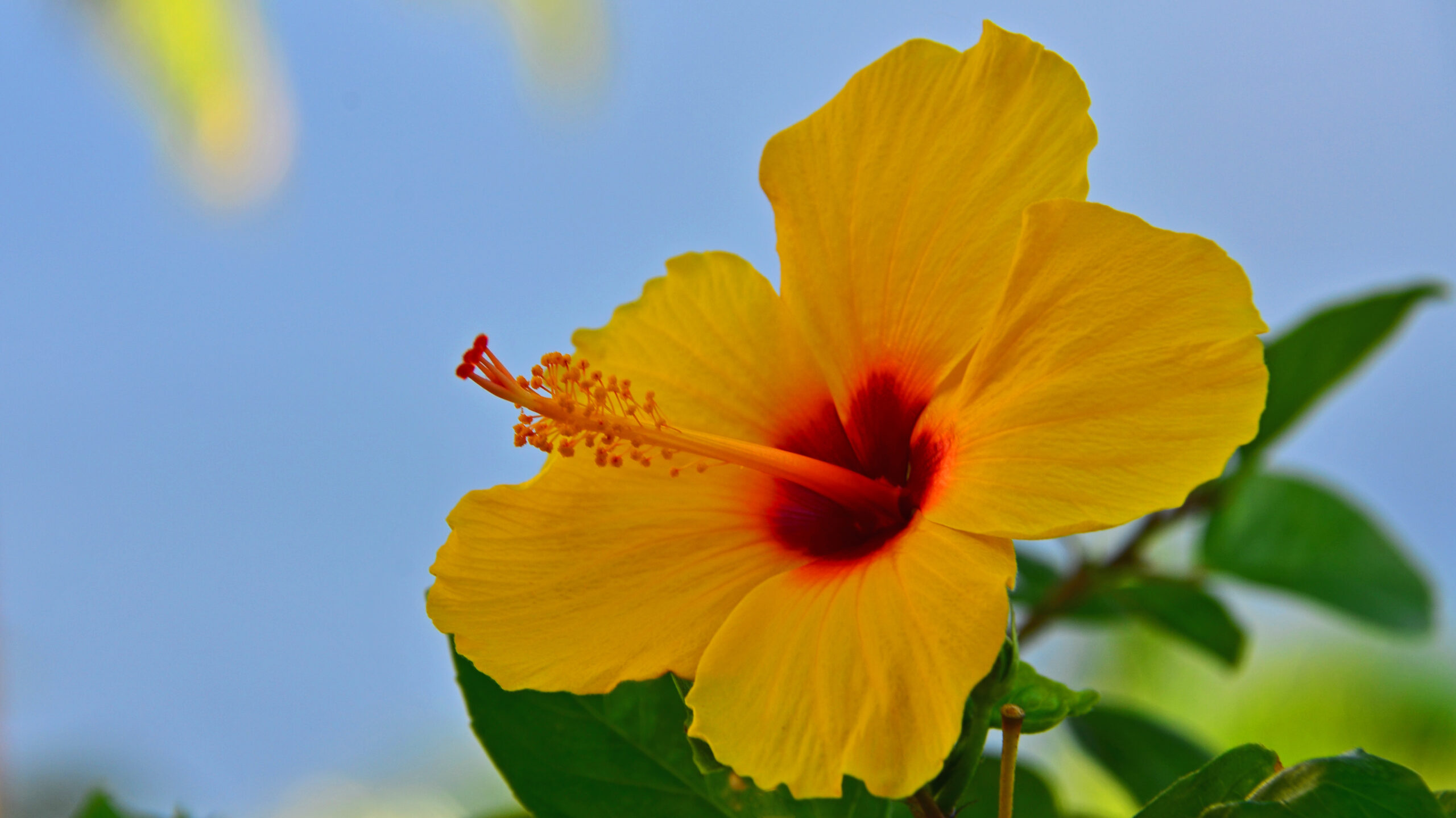 Hawaiian Hibiscus