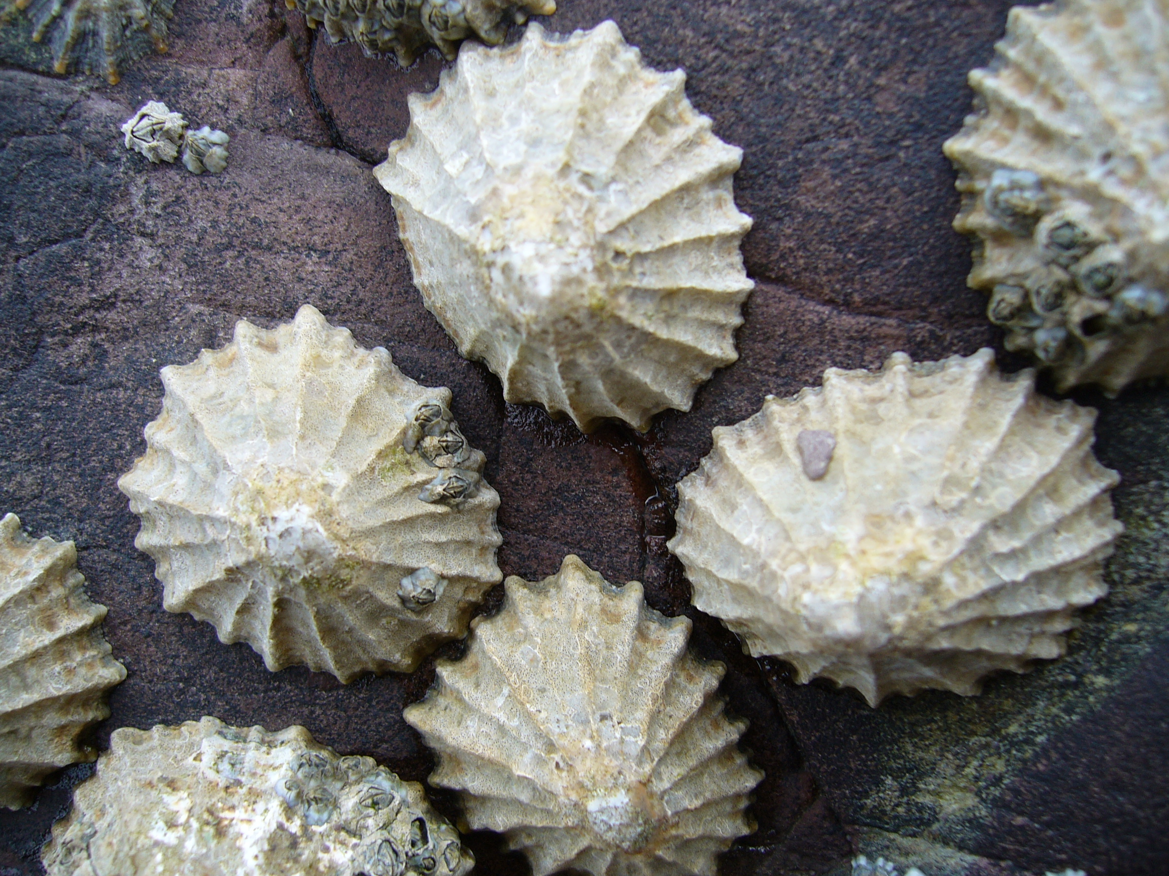 Heat-Tolerant Limpets