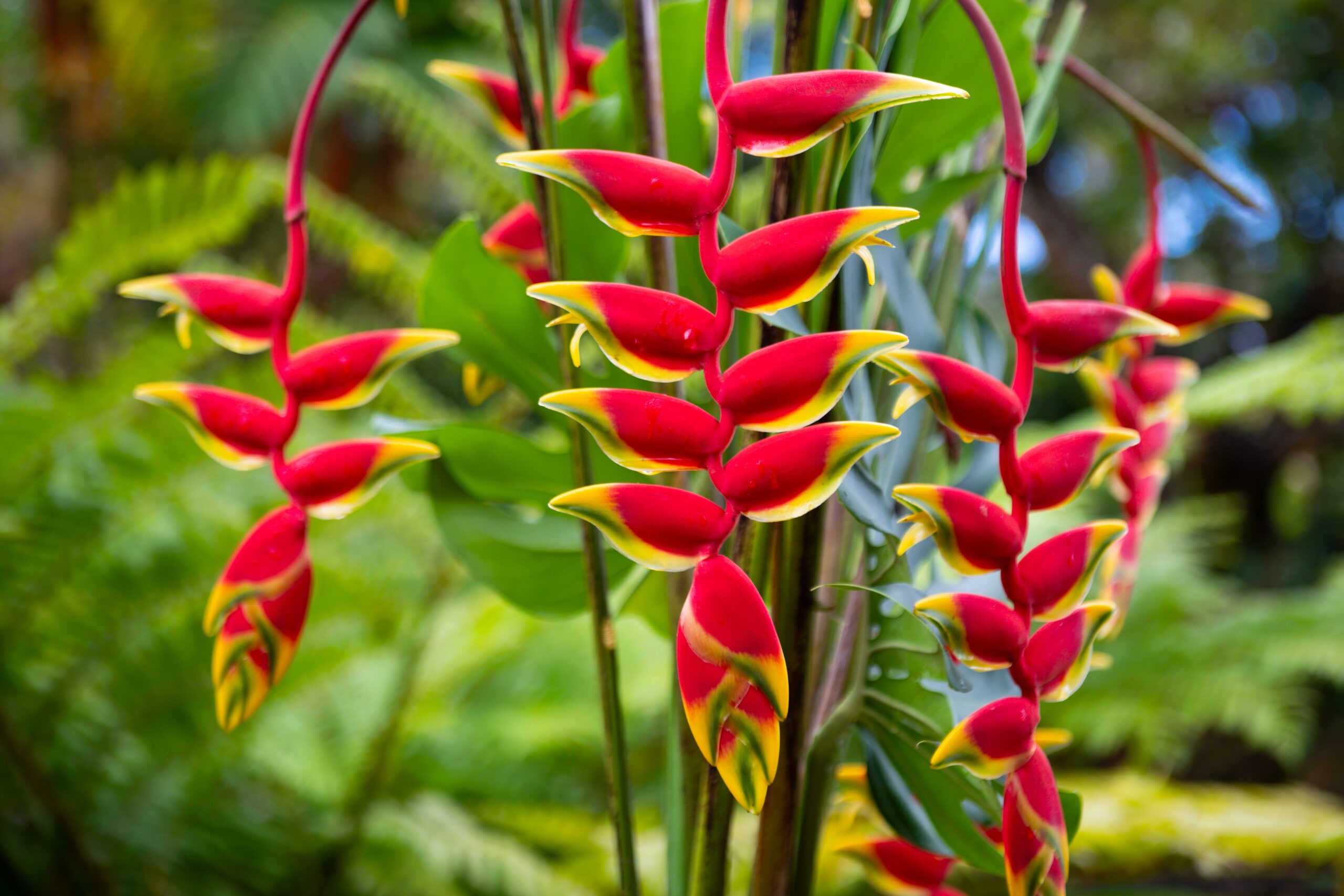 Heliconia (Heliconia spp.)