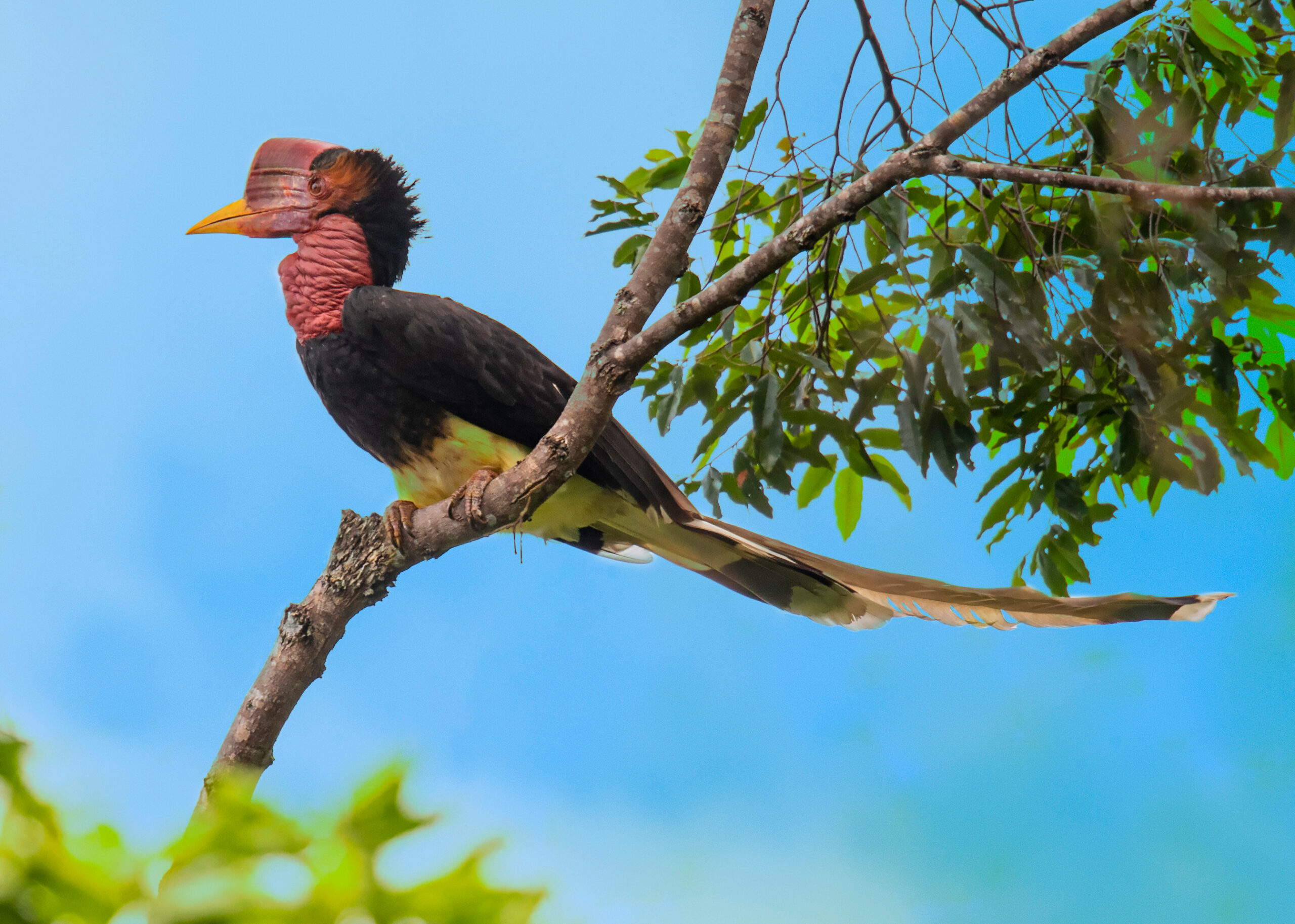 Helmeted Hornbill