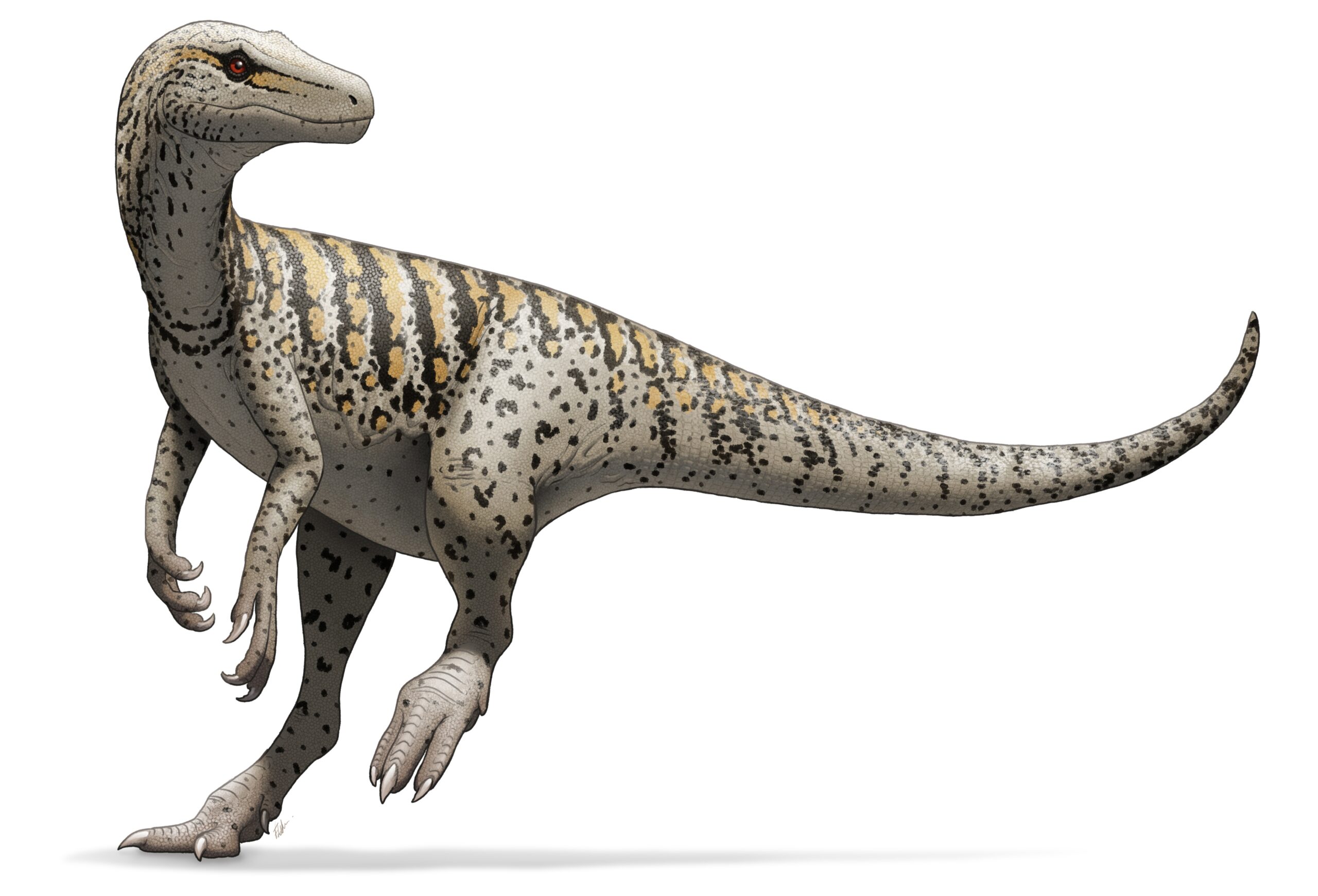 Herrerasaurus