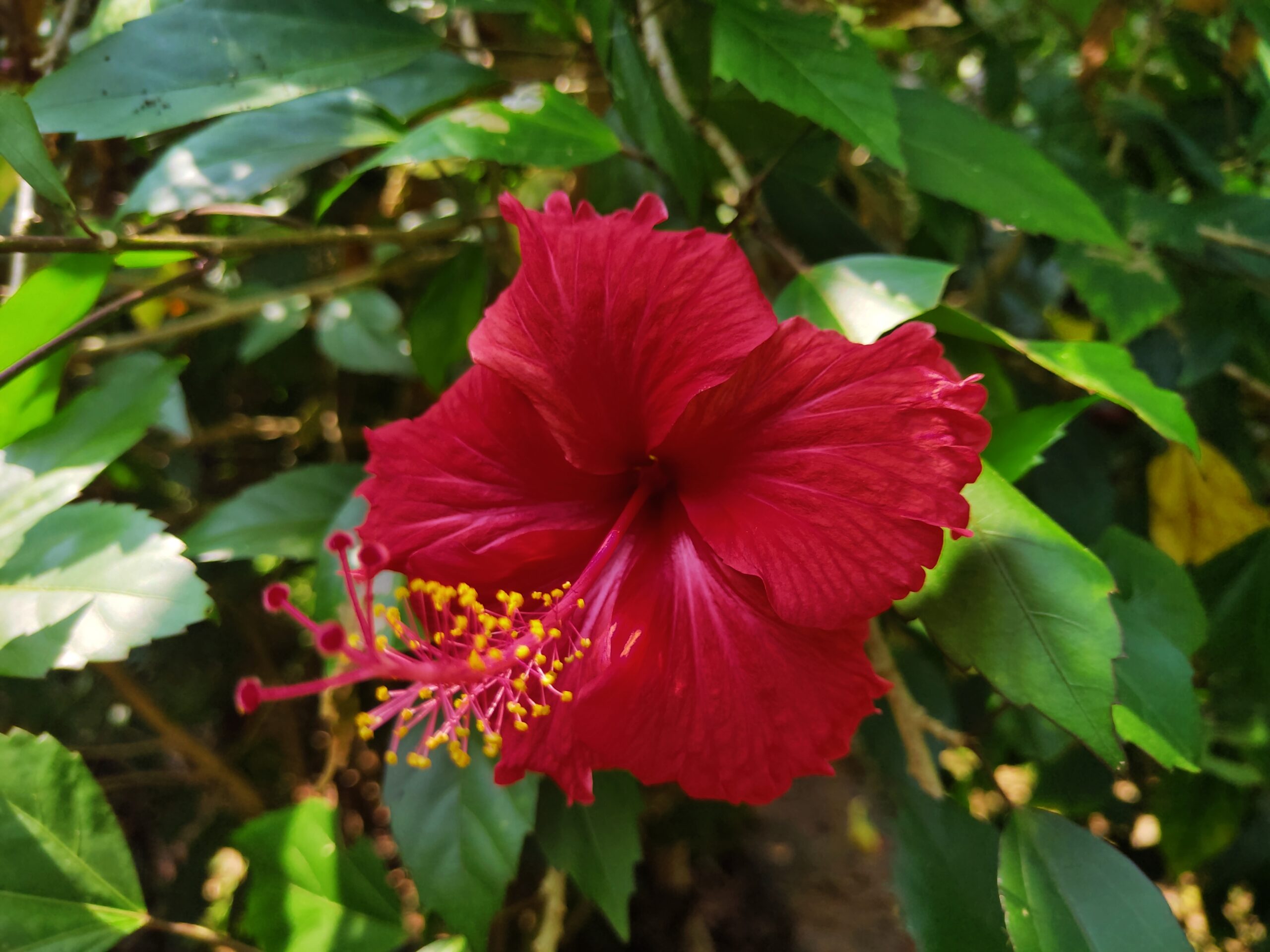 Hibiscus (Hibiscus rosa-sinensis)