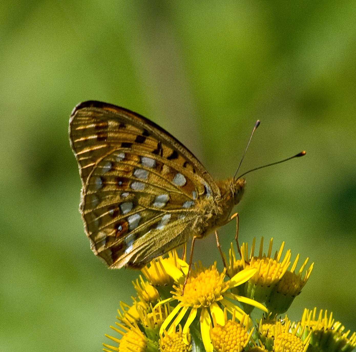 High Brown Fritillary Butterfly