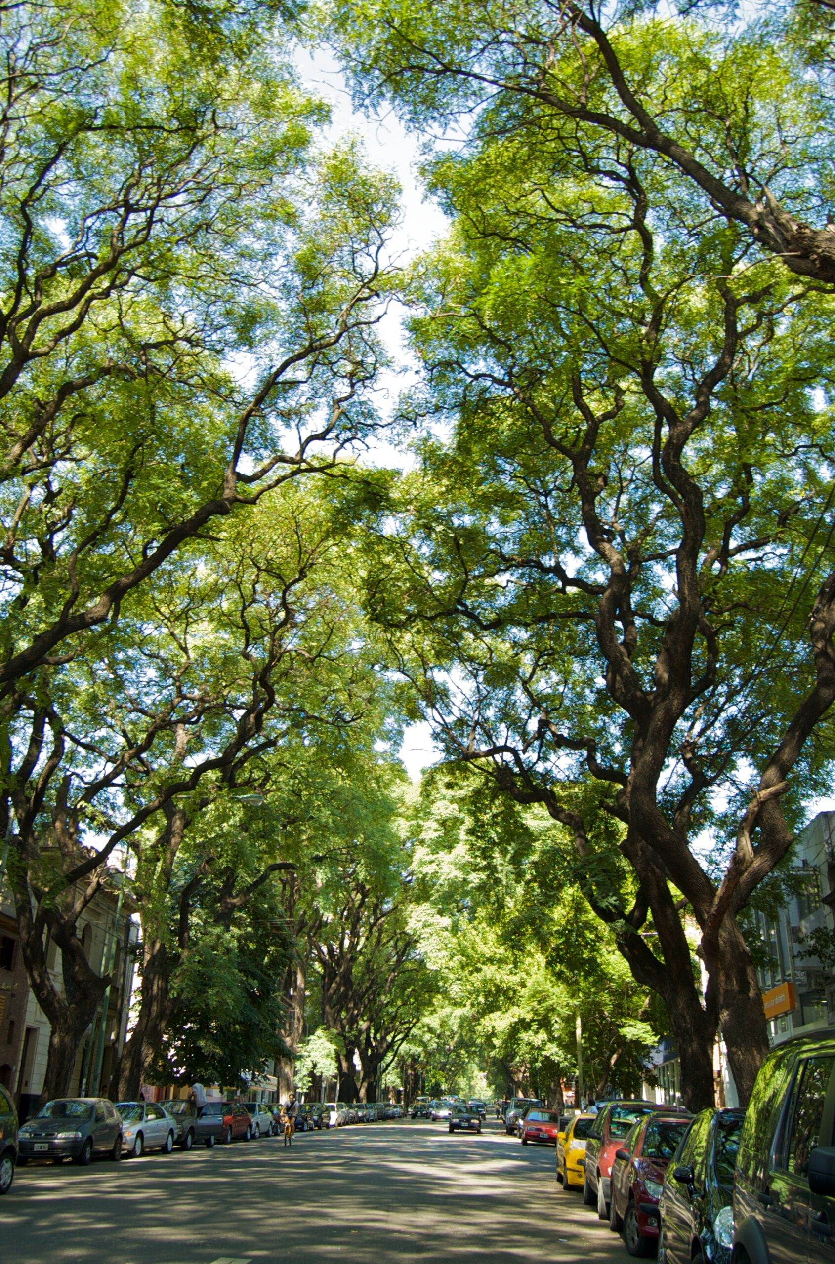 Honduras Rosewood (Dalbergia stevensonii)