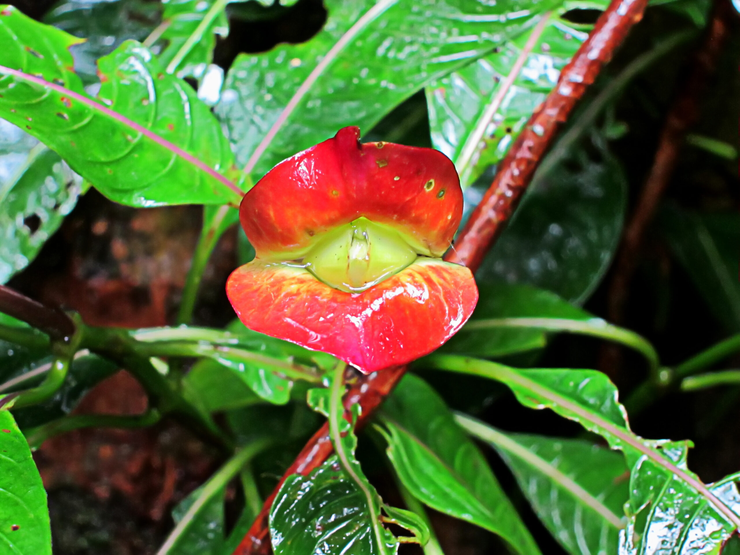 Hot Lips Plant