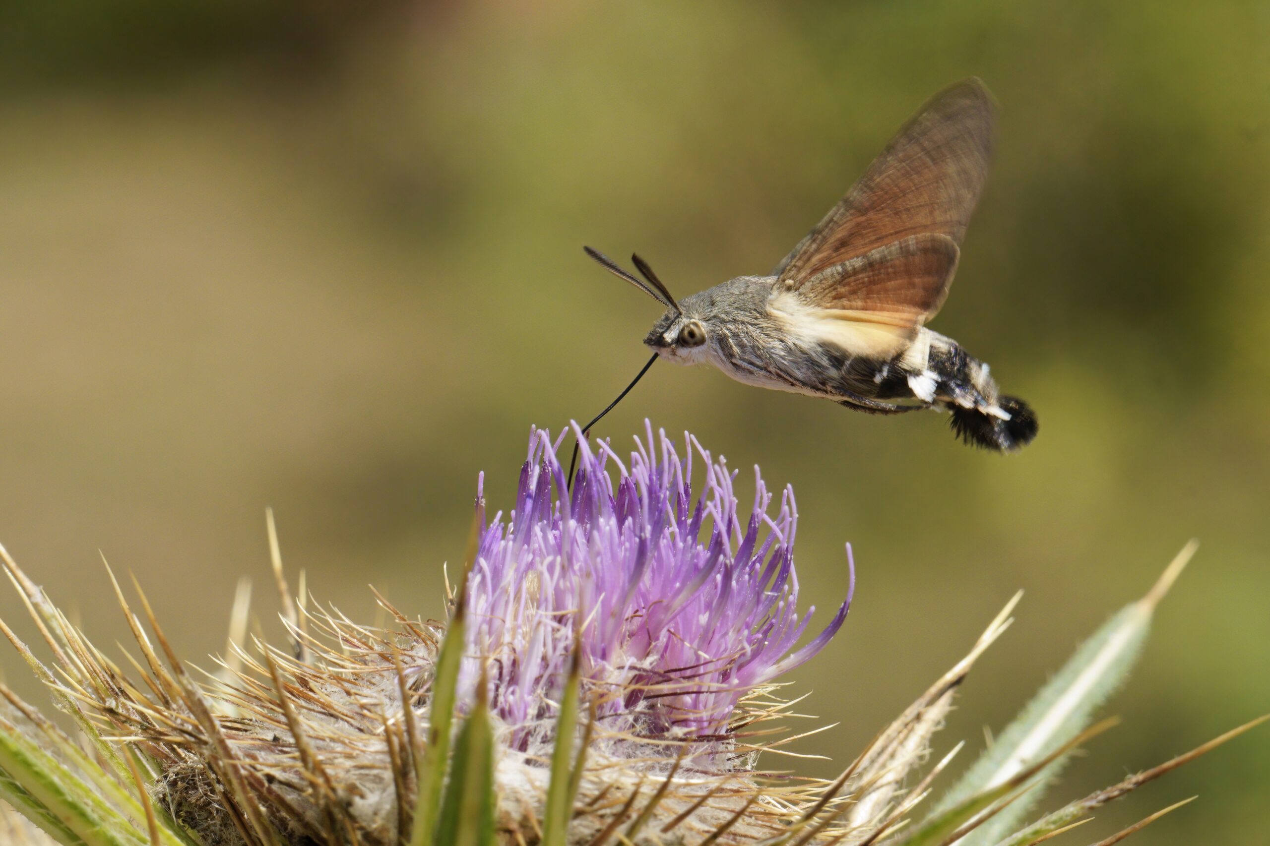 Hummingbird Hawk-Moth (Macroglossum stellatarum)