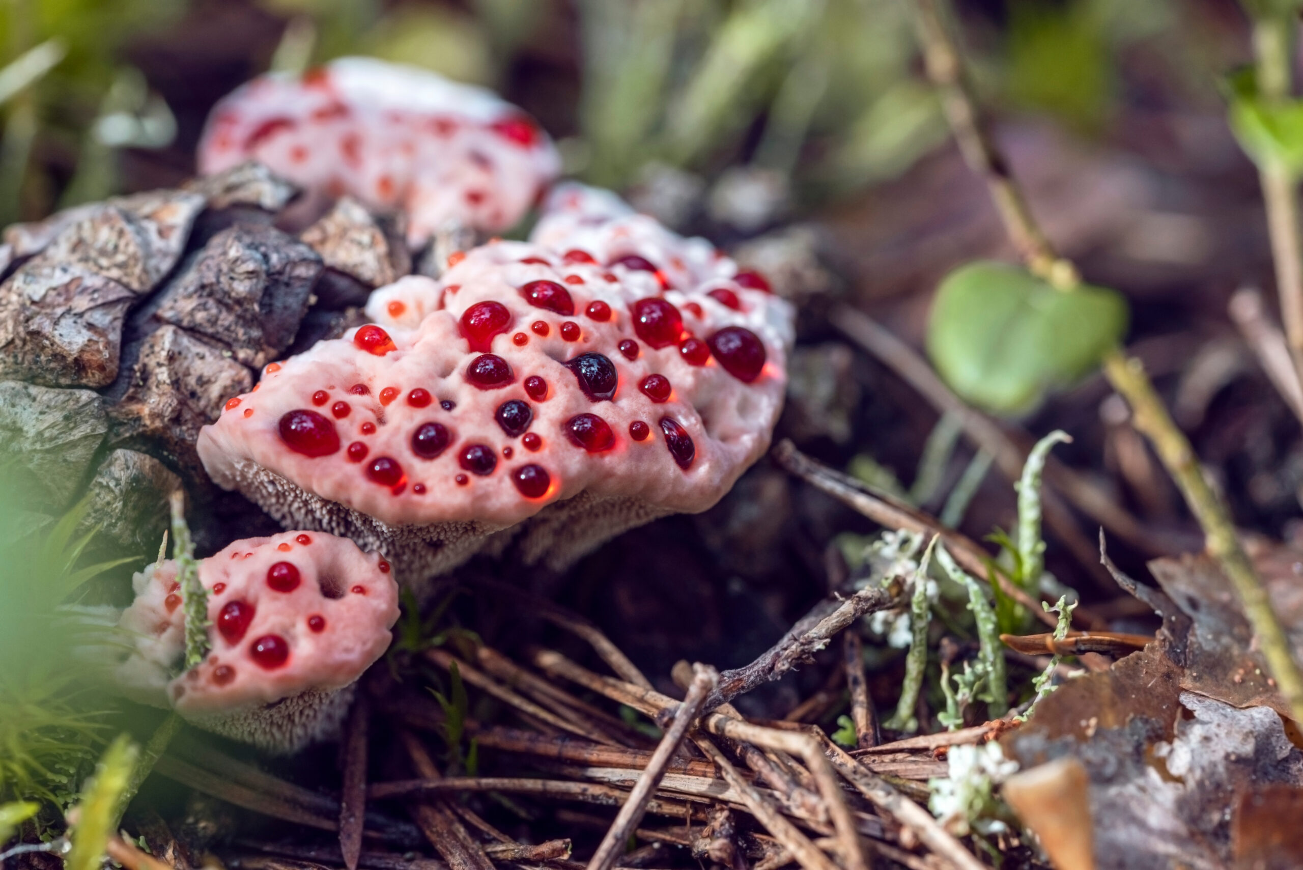 Hydnellum peckii (Bleeding Tooth Fungus)