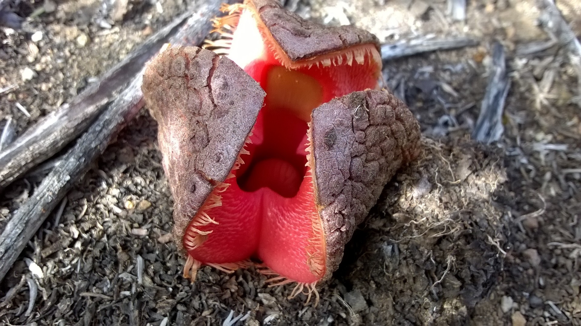 African Hydnora (Hydnora africana)