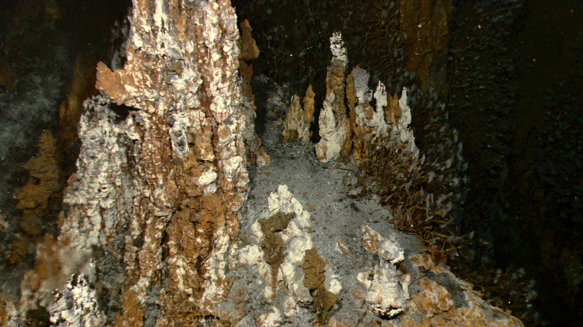 Hydrothermal Vent Barnacles