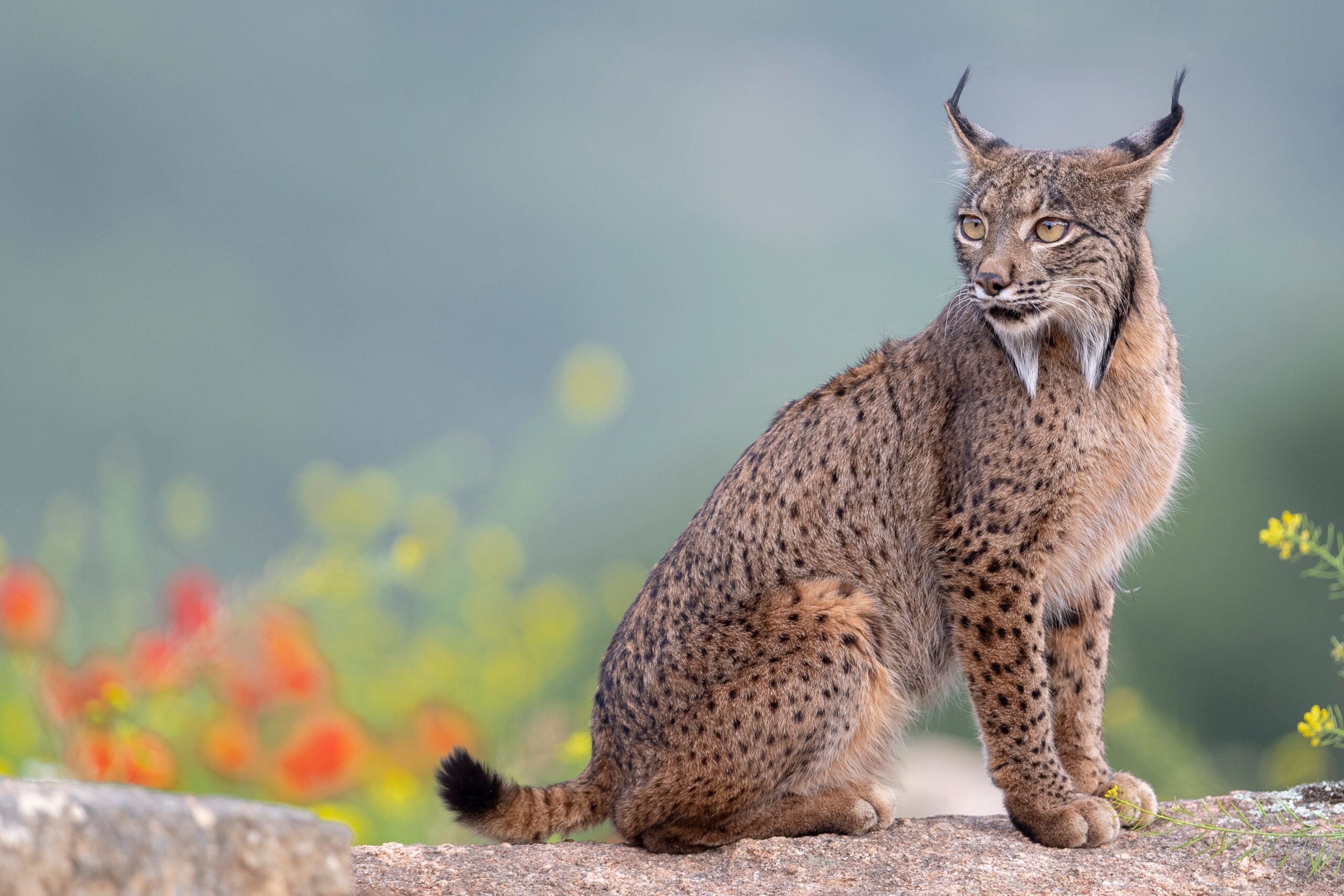 Iberian Lynx