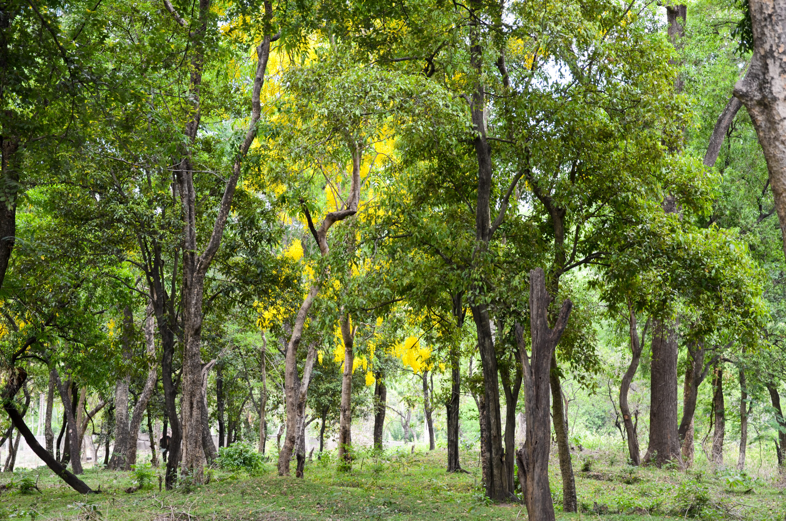 Indian Sandalwood (Santalum album)