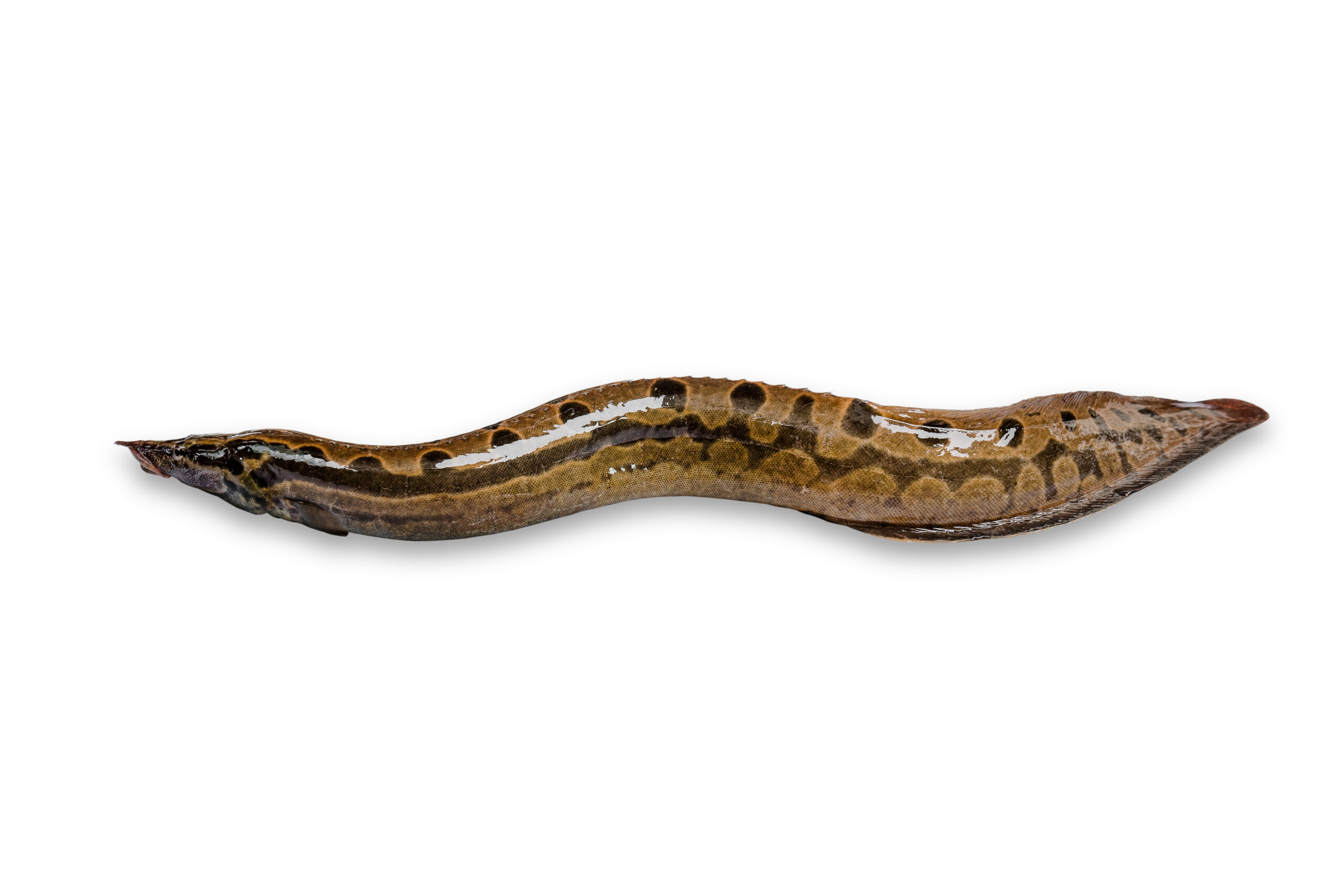 Indian Swamp Eel