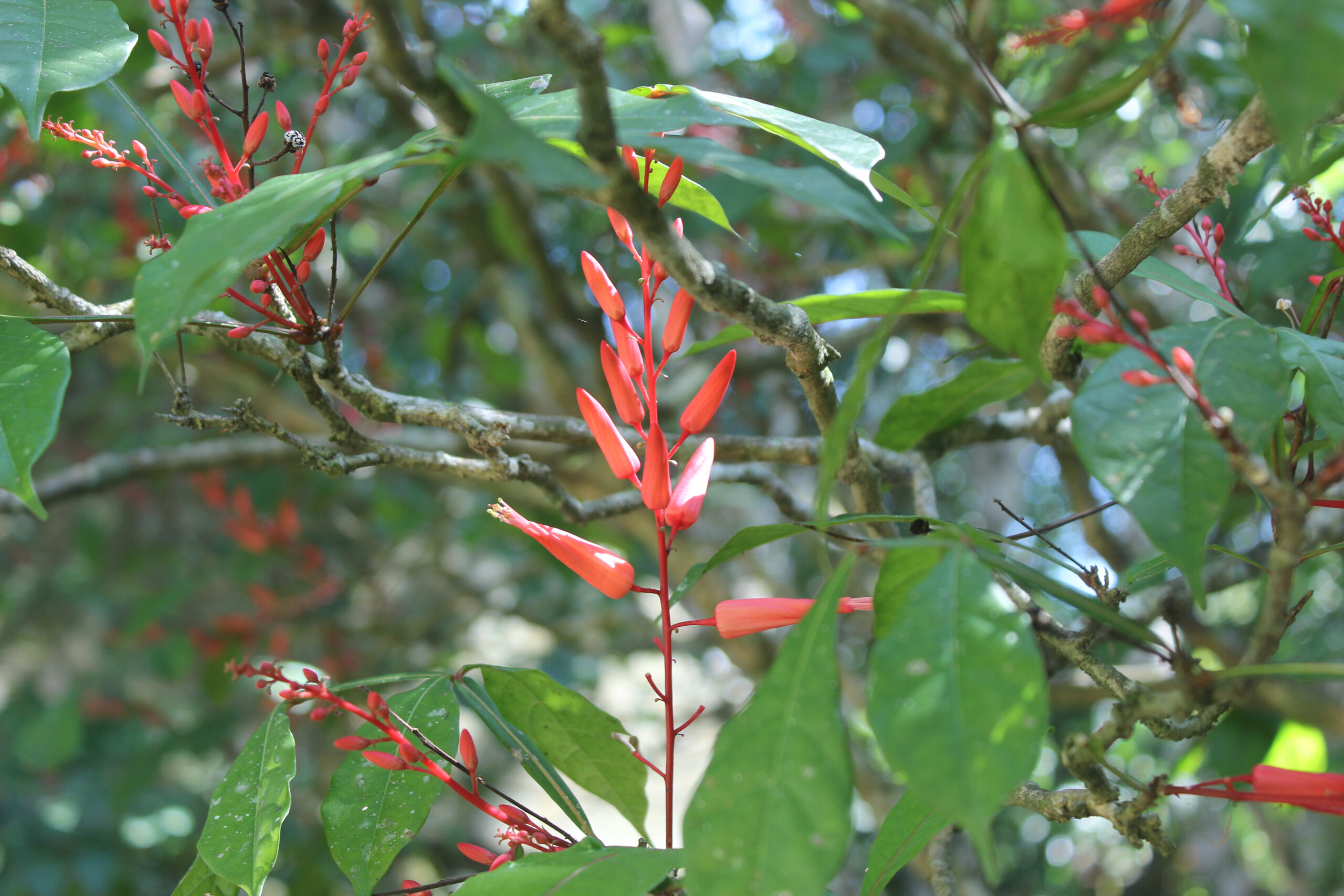 Indigenous Quassia (Quassia indica)