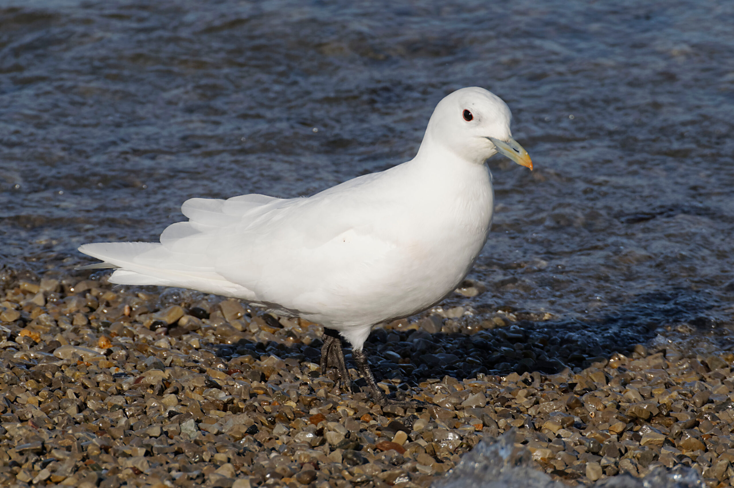 Ivory Gull