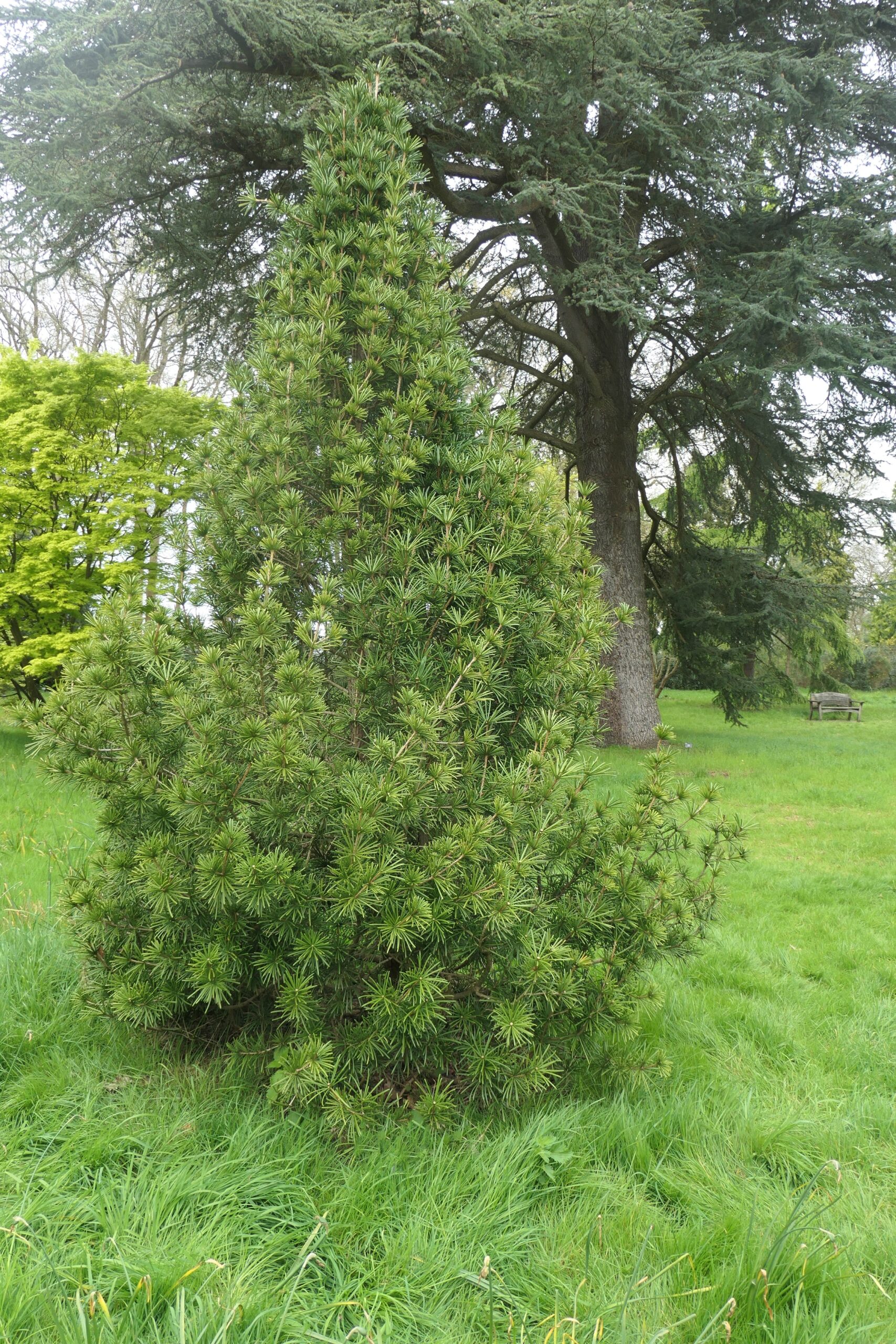 Japanese Umbrella Pine (Sciadopitys verticillata)