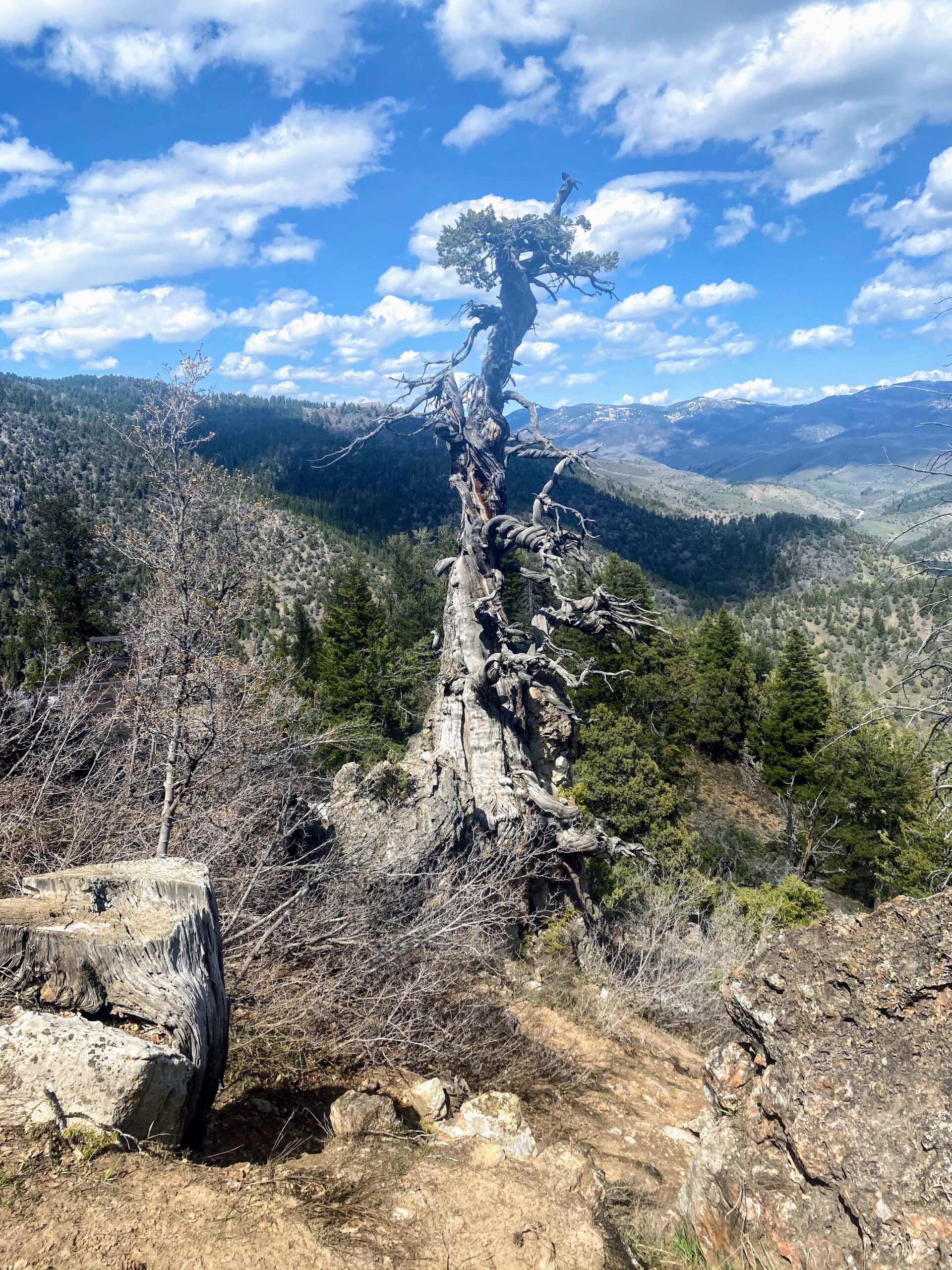 Jardine Juniper – Rocky Mountain Juniper, USA