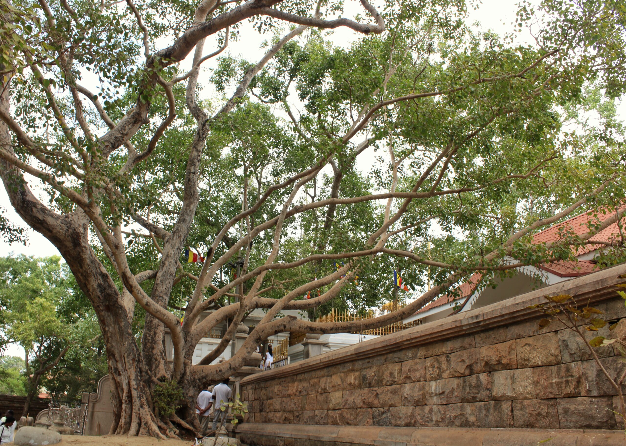 Jaya Sri Maha Bodhi – Sacred Fig, Sri Lanka