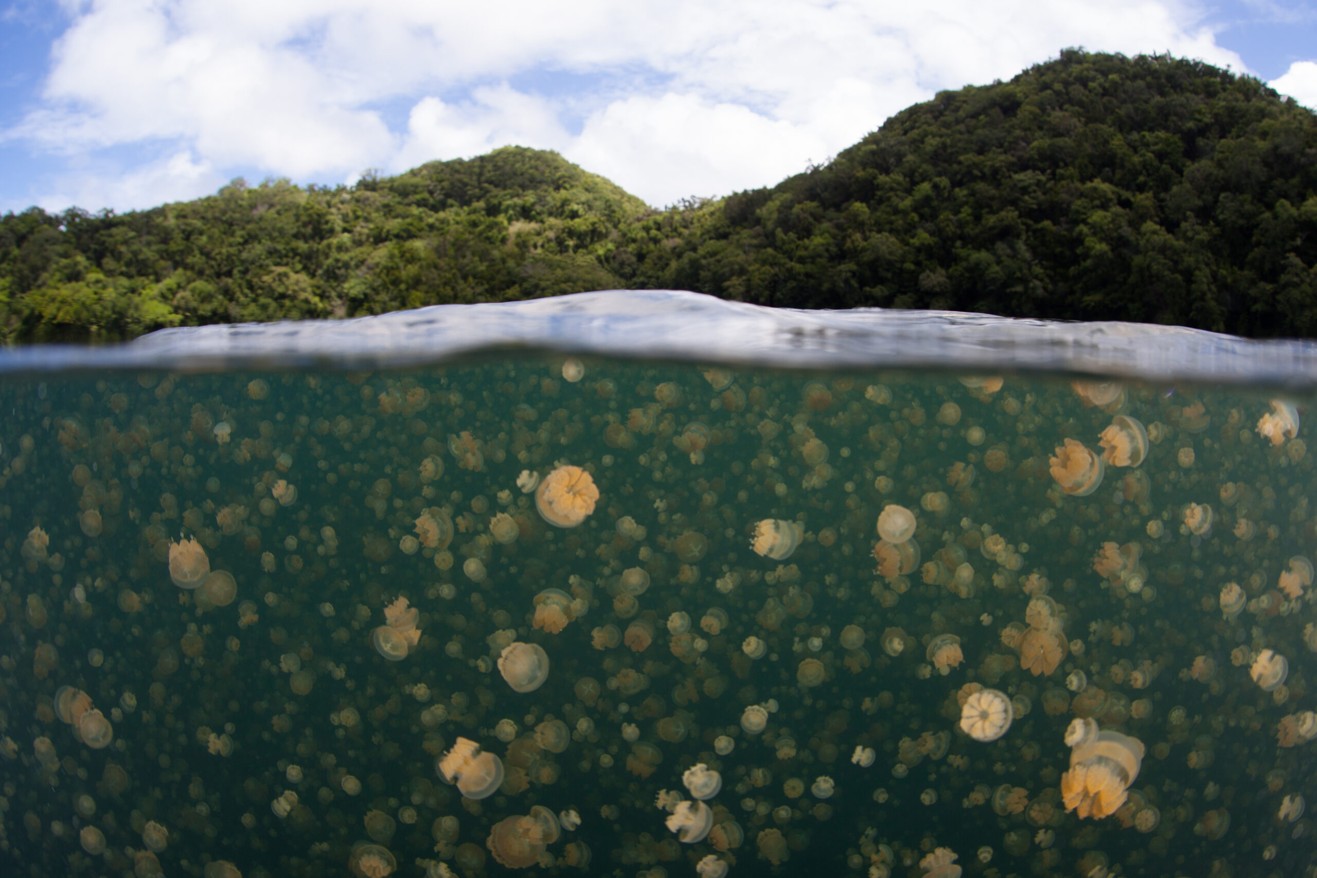 Jellyfish Lake, Palau (Home to Thousands of Jellyfish)