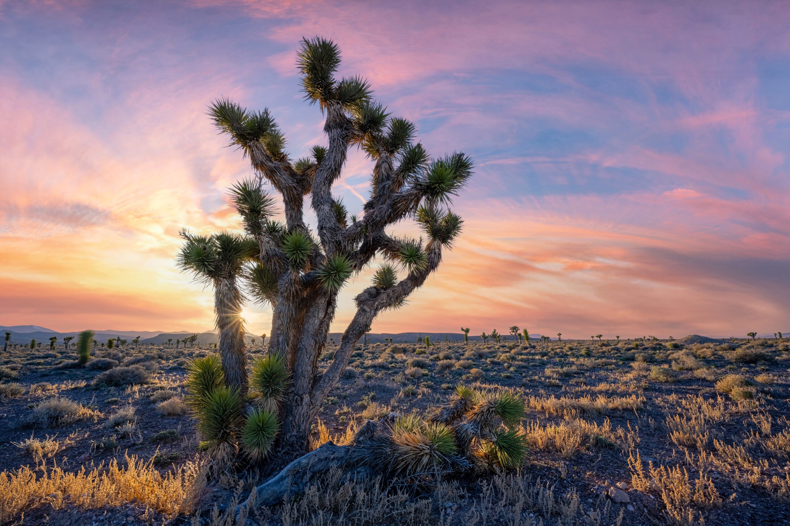 Joshua Tree