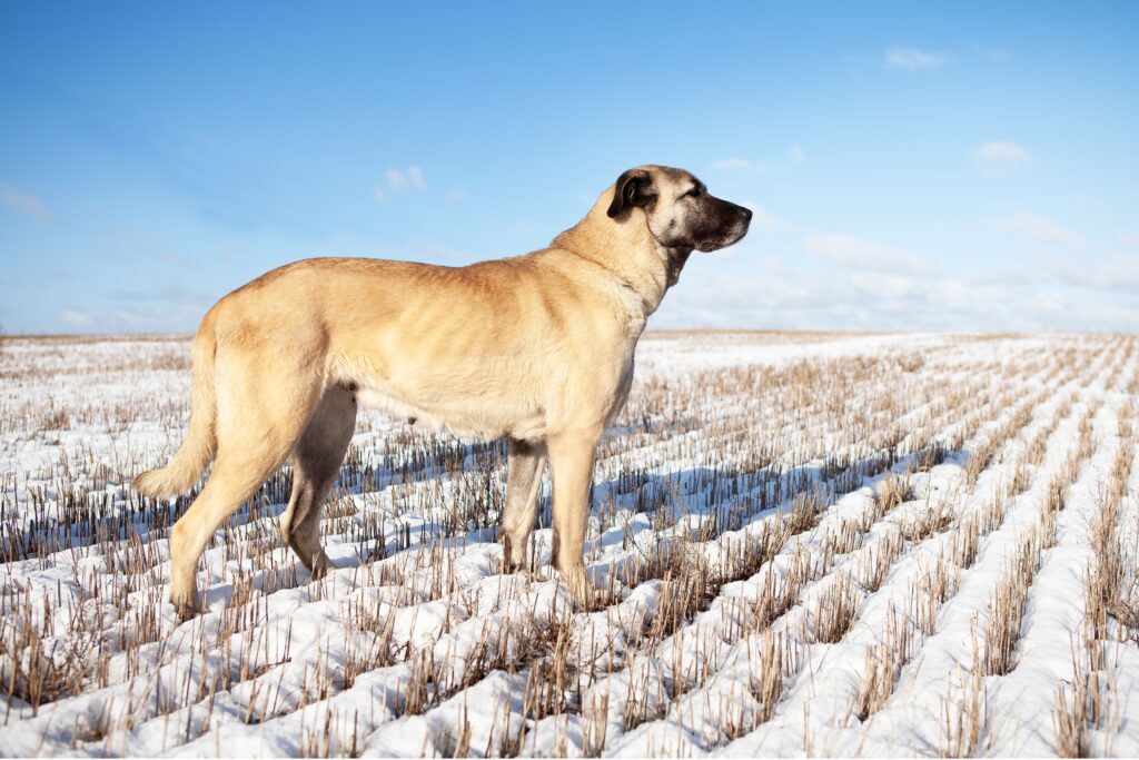 Kangal