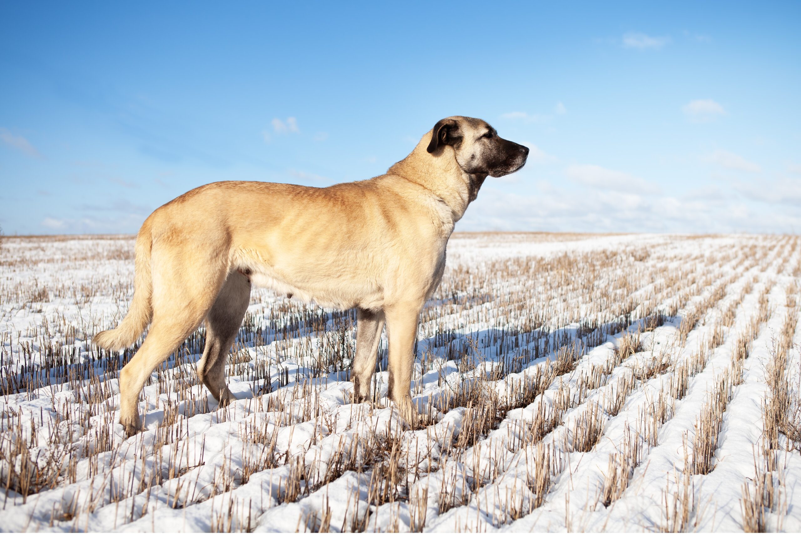 Kangal