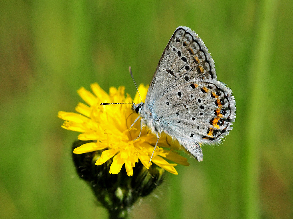 Karner Blue Butterfly