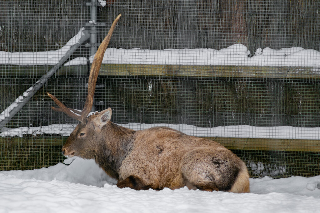 19 Unique Herbivores That Inhabit Isolated Mountain Ranges - Rarest.org