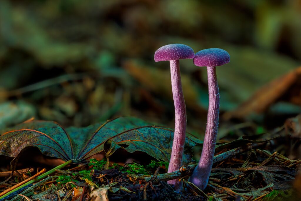 Amethyst Deceiver (Laccaria amethystina)