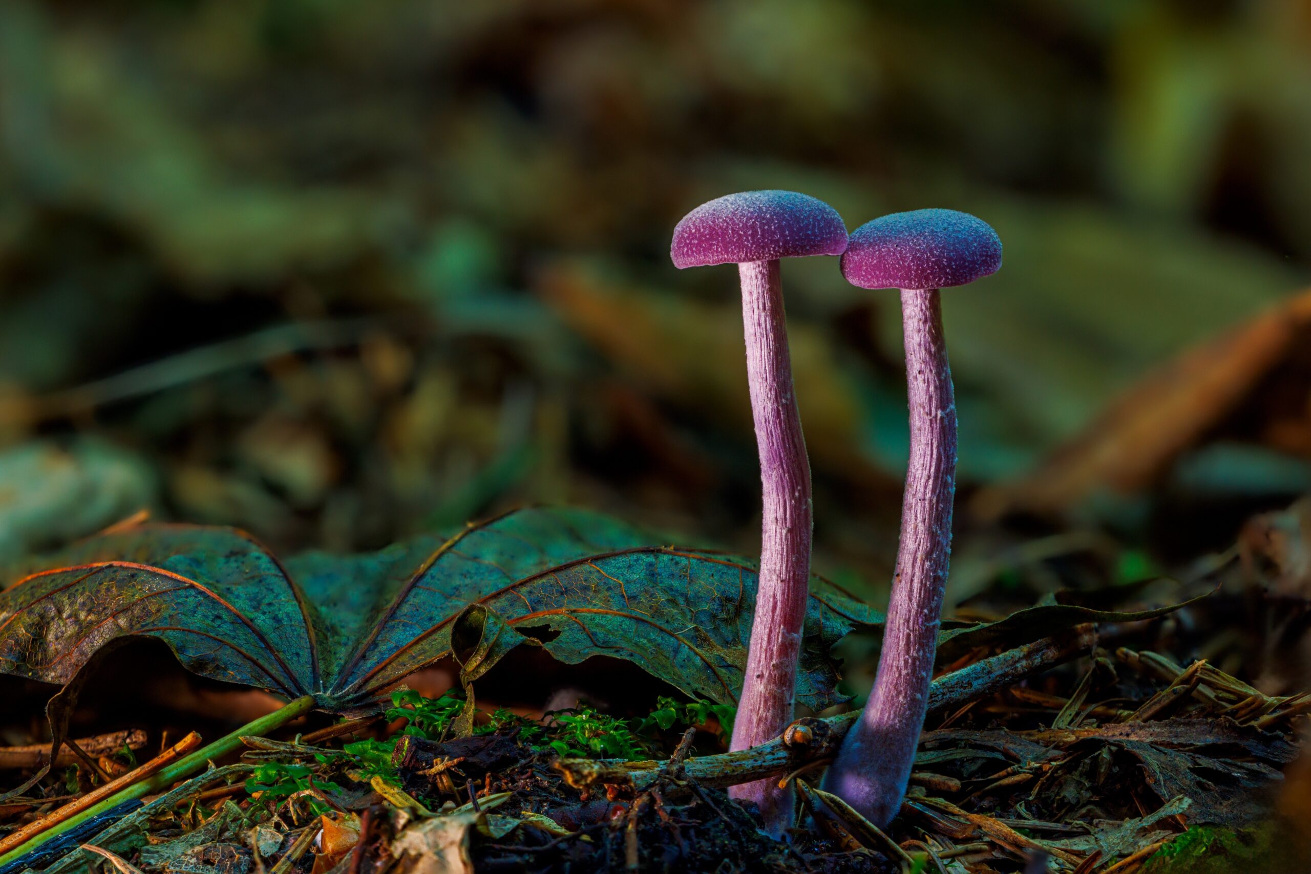 Amethyst Deceiver (Laccaria amethystina)