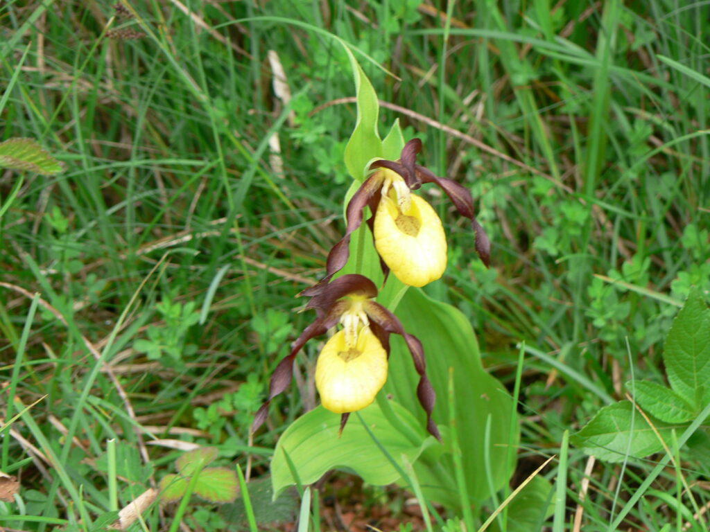 Lady’s Slipper Orchid