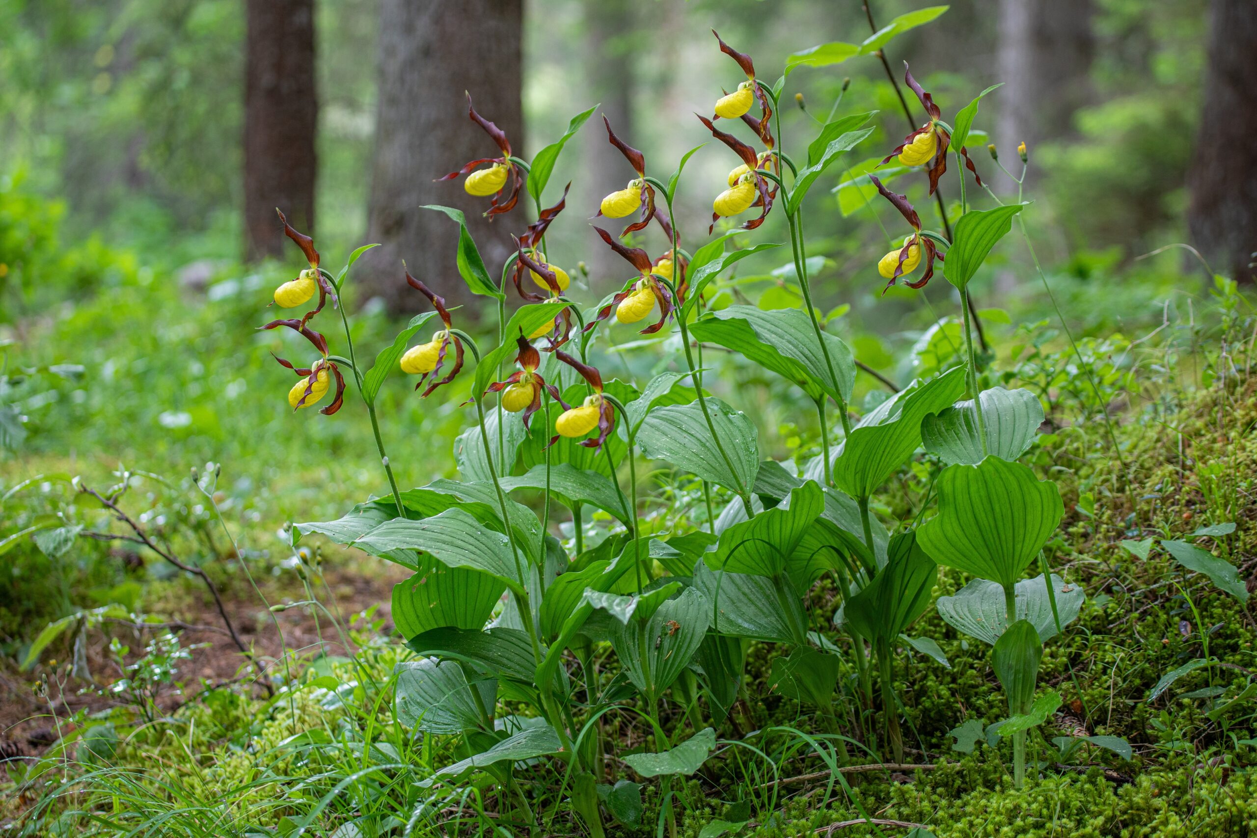 Lady’s Slipper Orchid (Cypripedium calceolus)