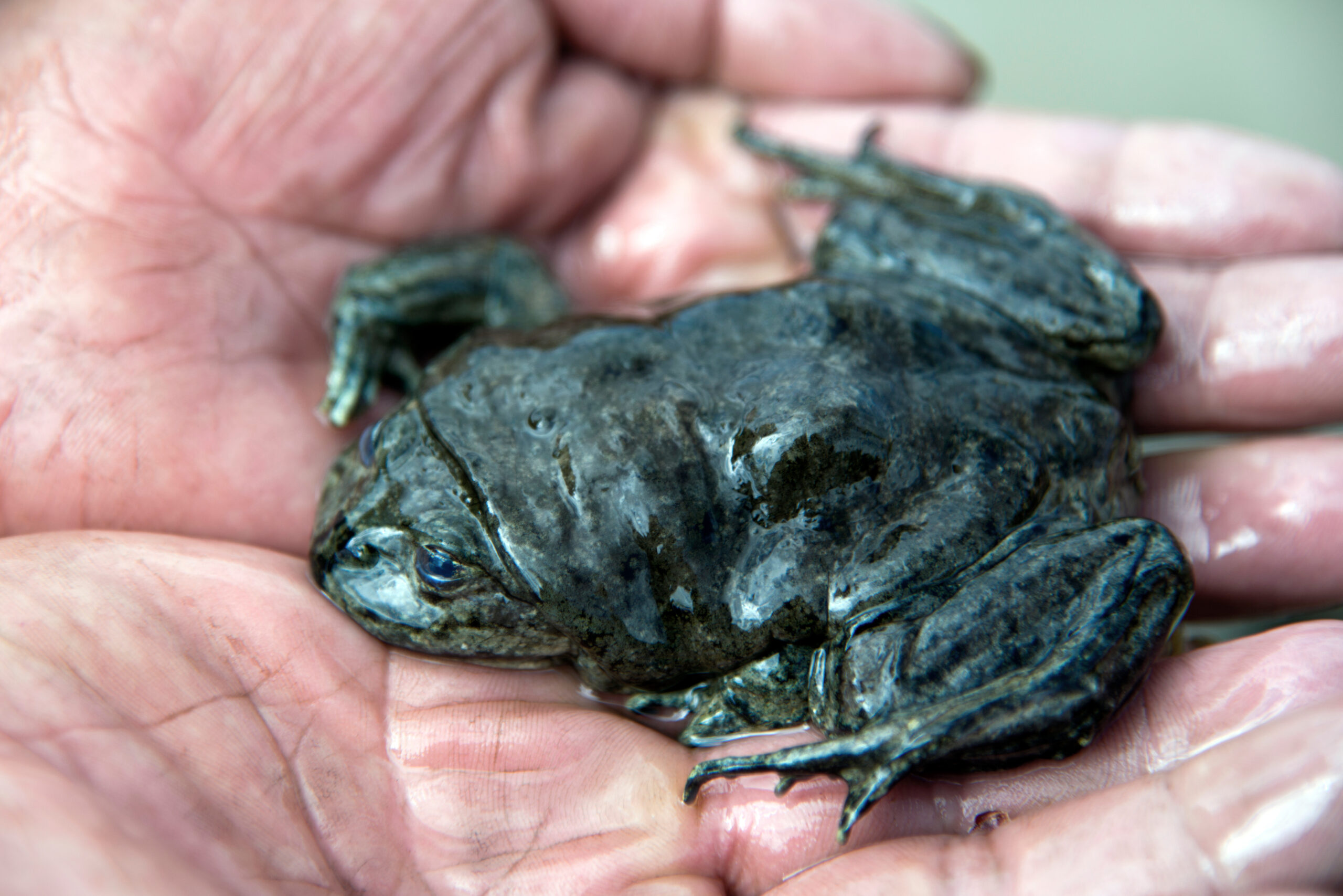 Lake Titicaca Water Frog (Telmatobius culeus)