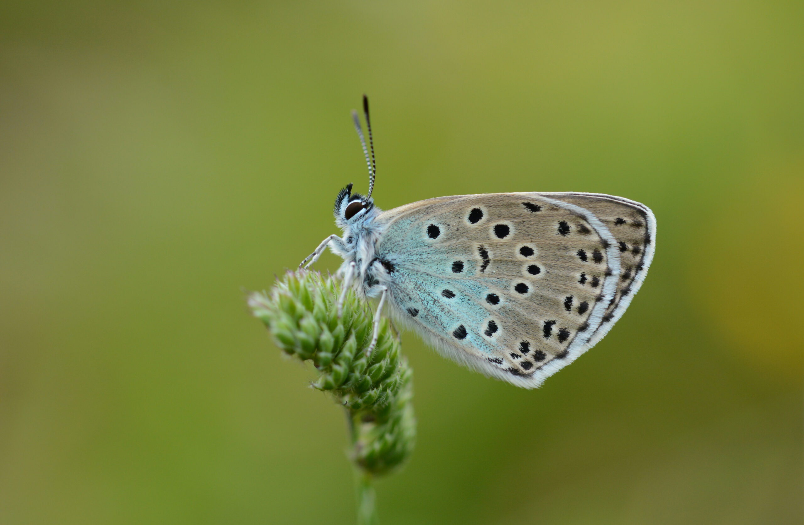 Large Blue Butterfly