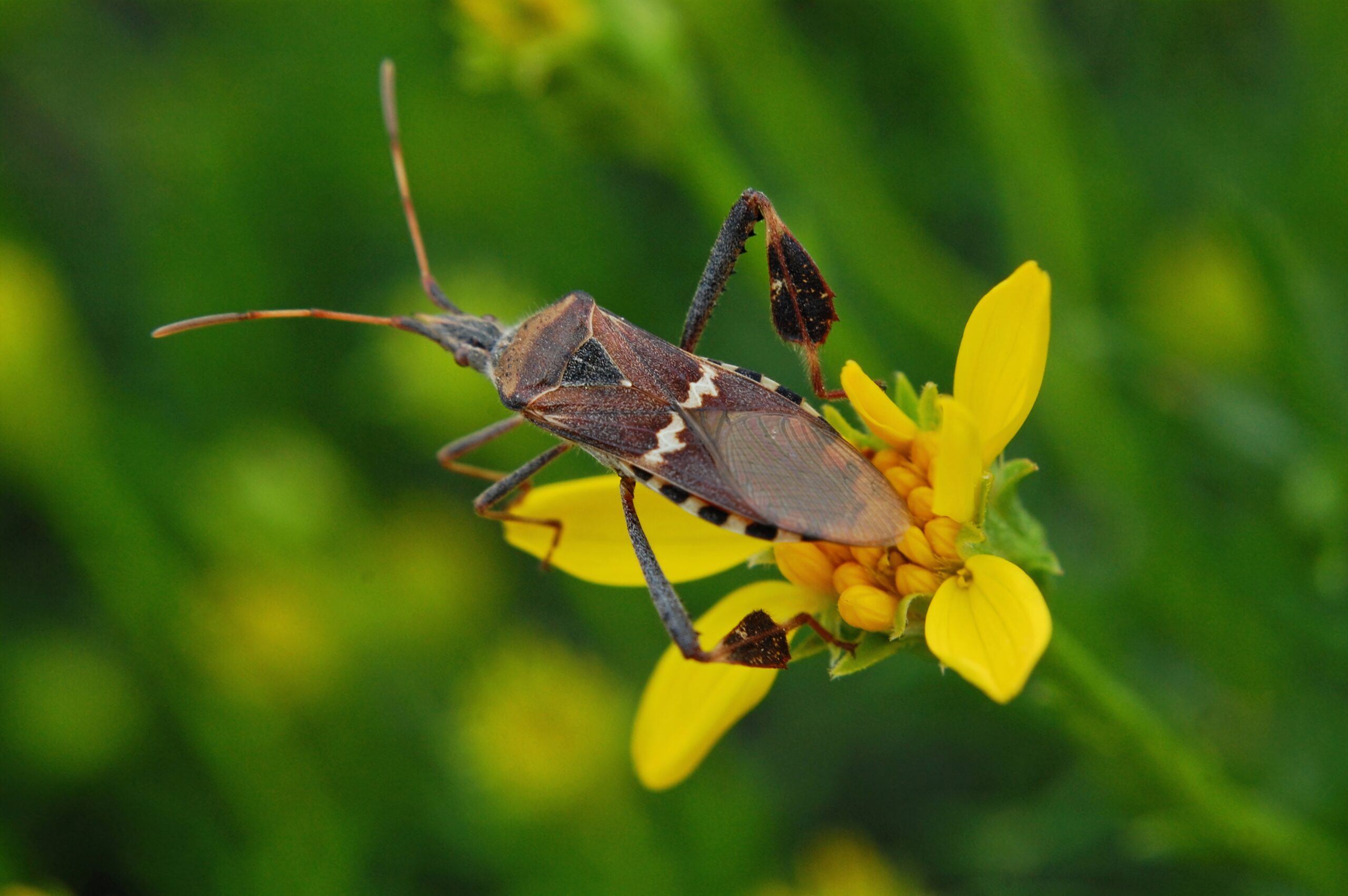 Leaf-footed Bugs