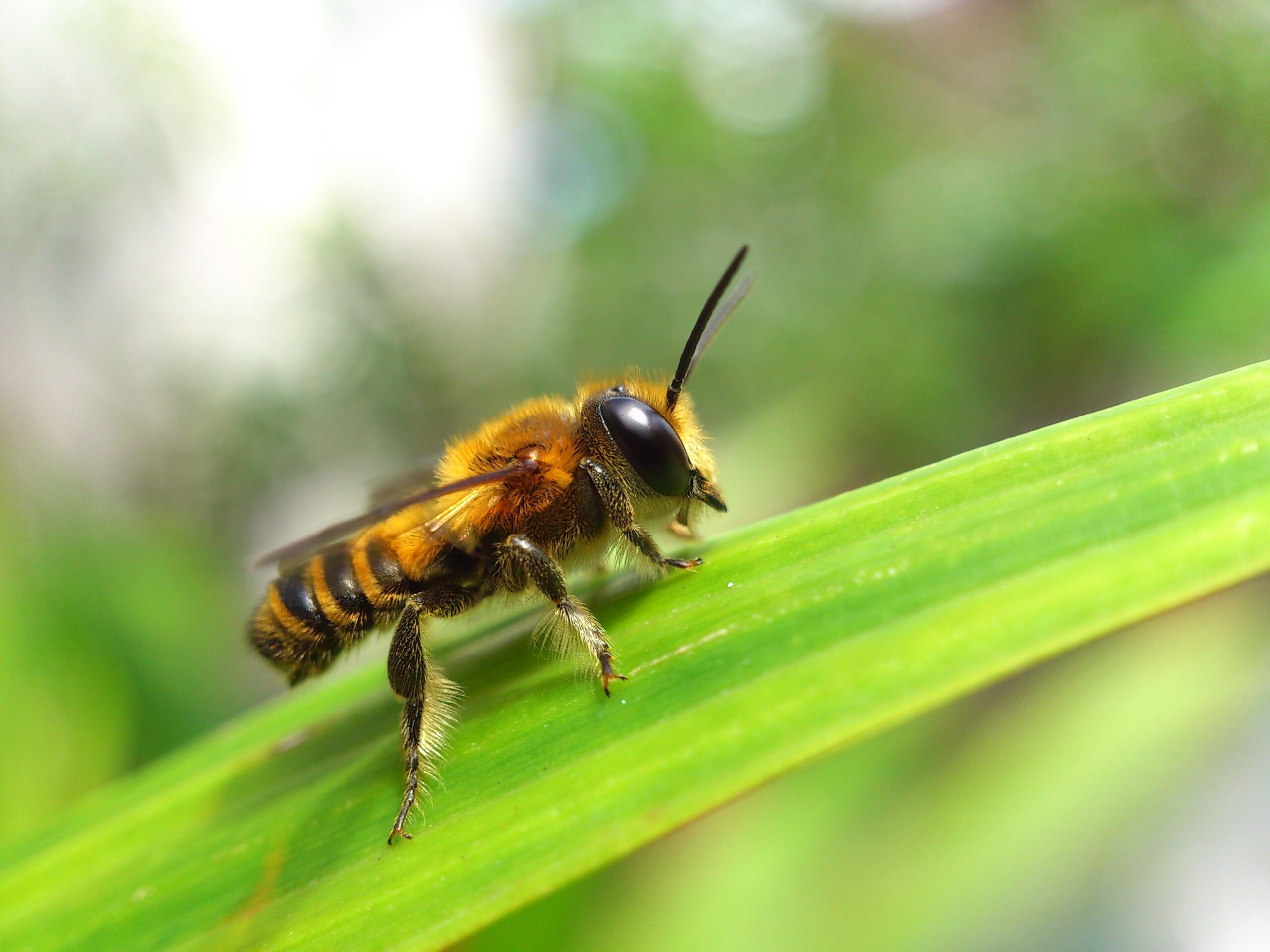 Leafcutter Bees