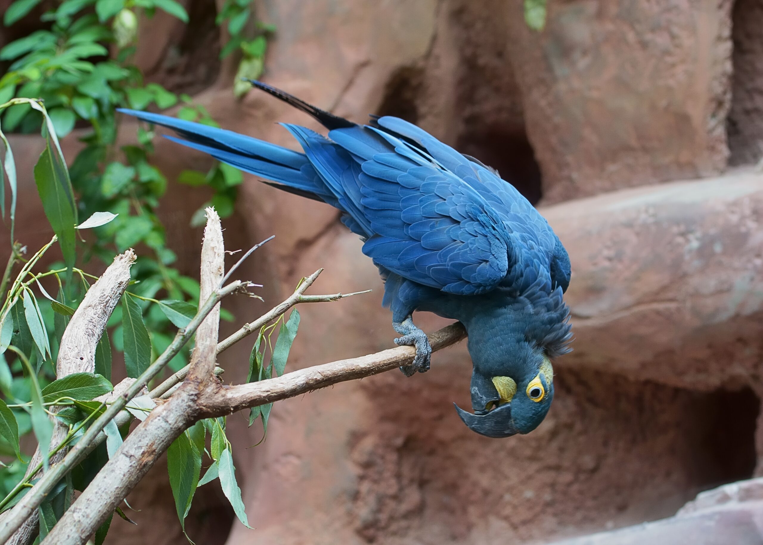 Lear’s Macaw