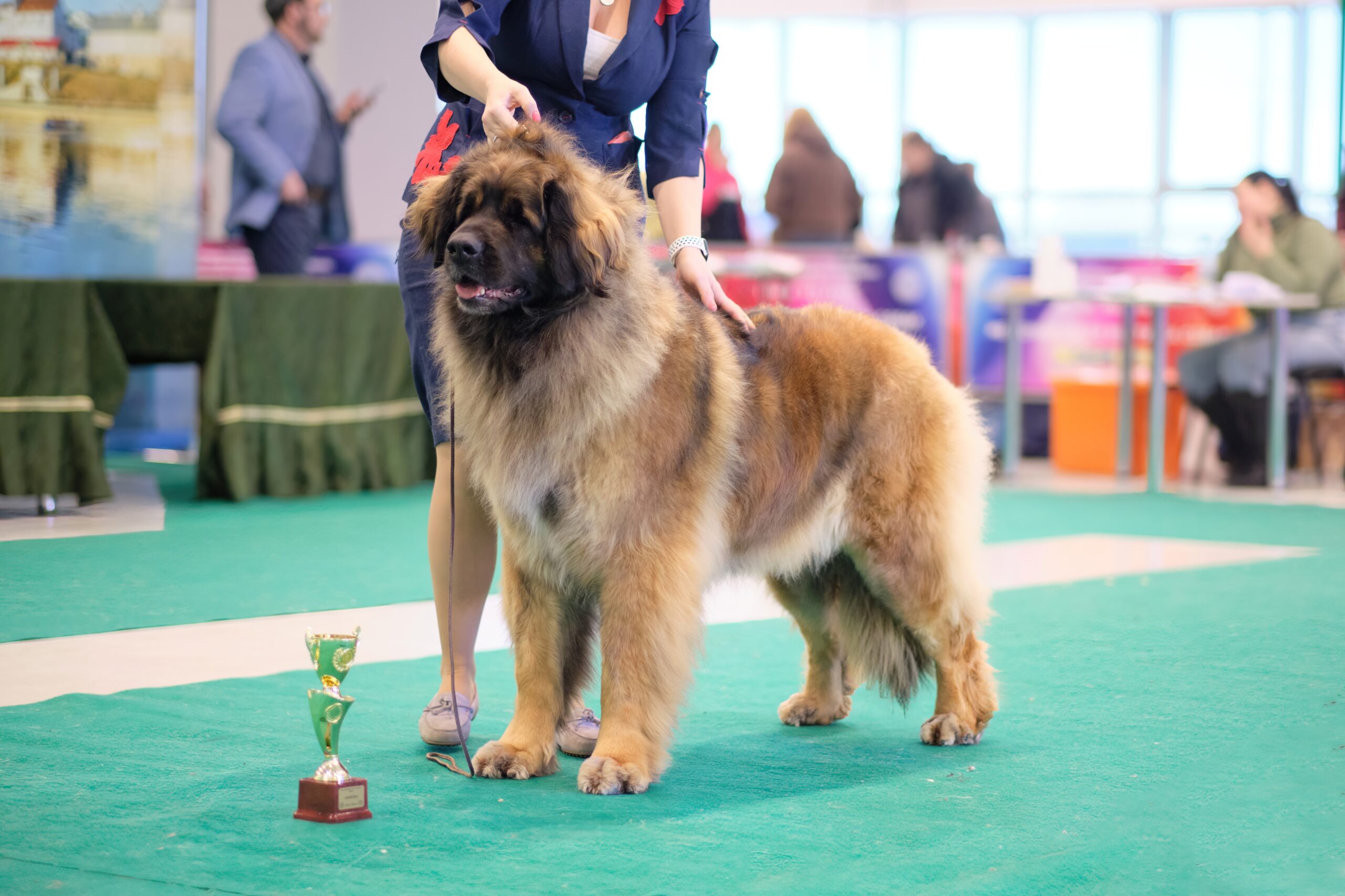 Leonberger