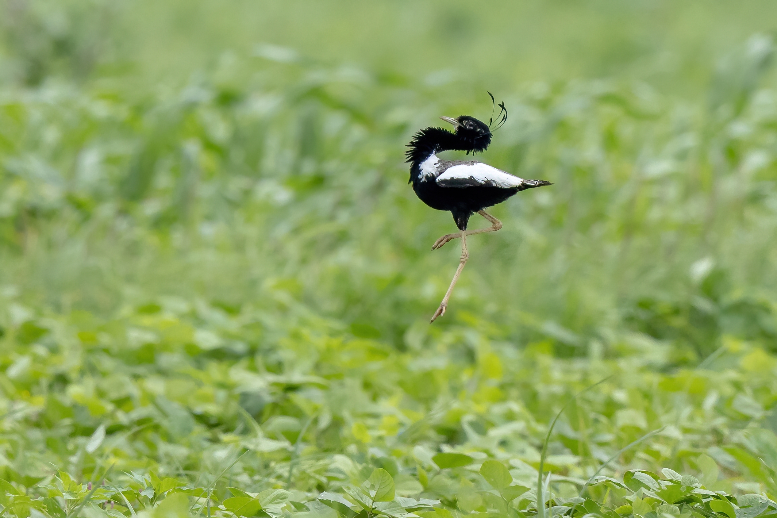 Lesser Florican