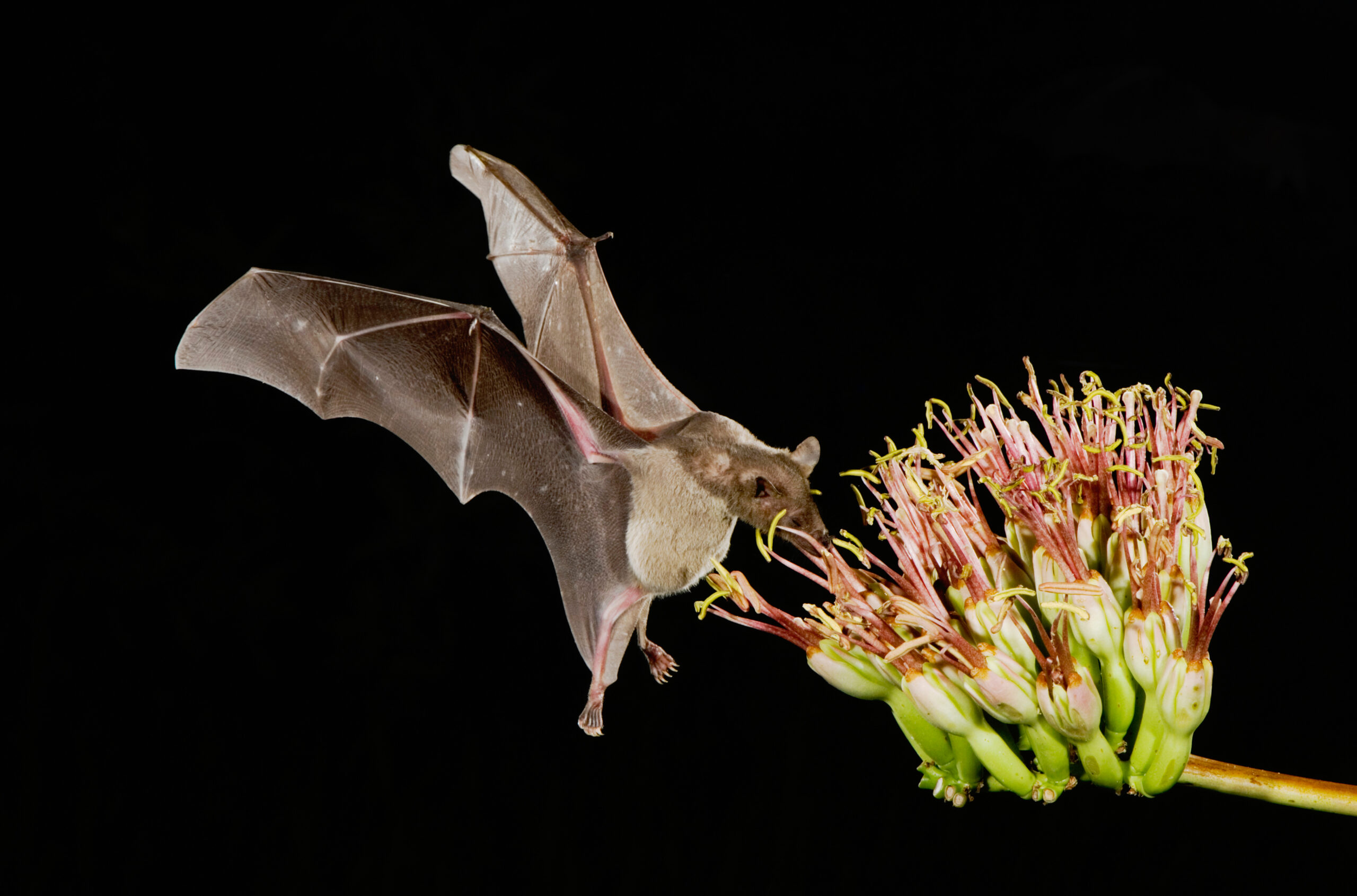 Lesser Long-nosed Bat (Leptonycteris yerbabuenae)