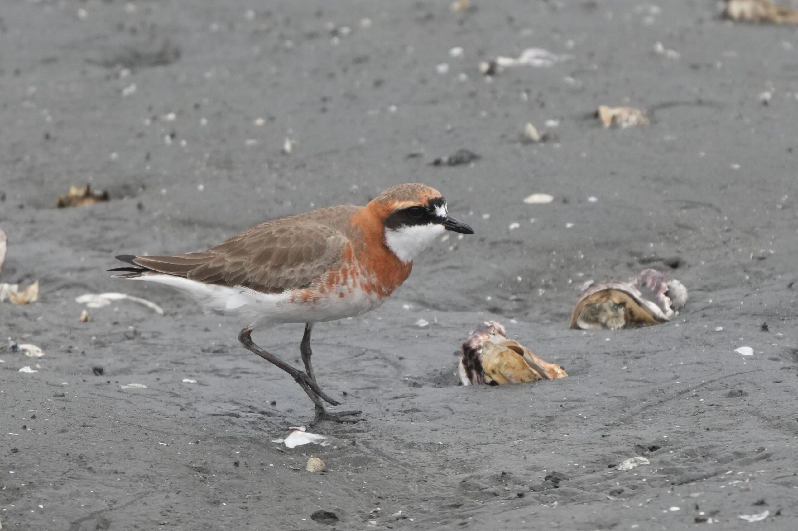 Lesser Sand Plover